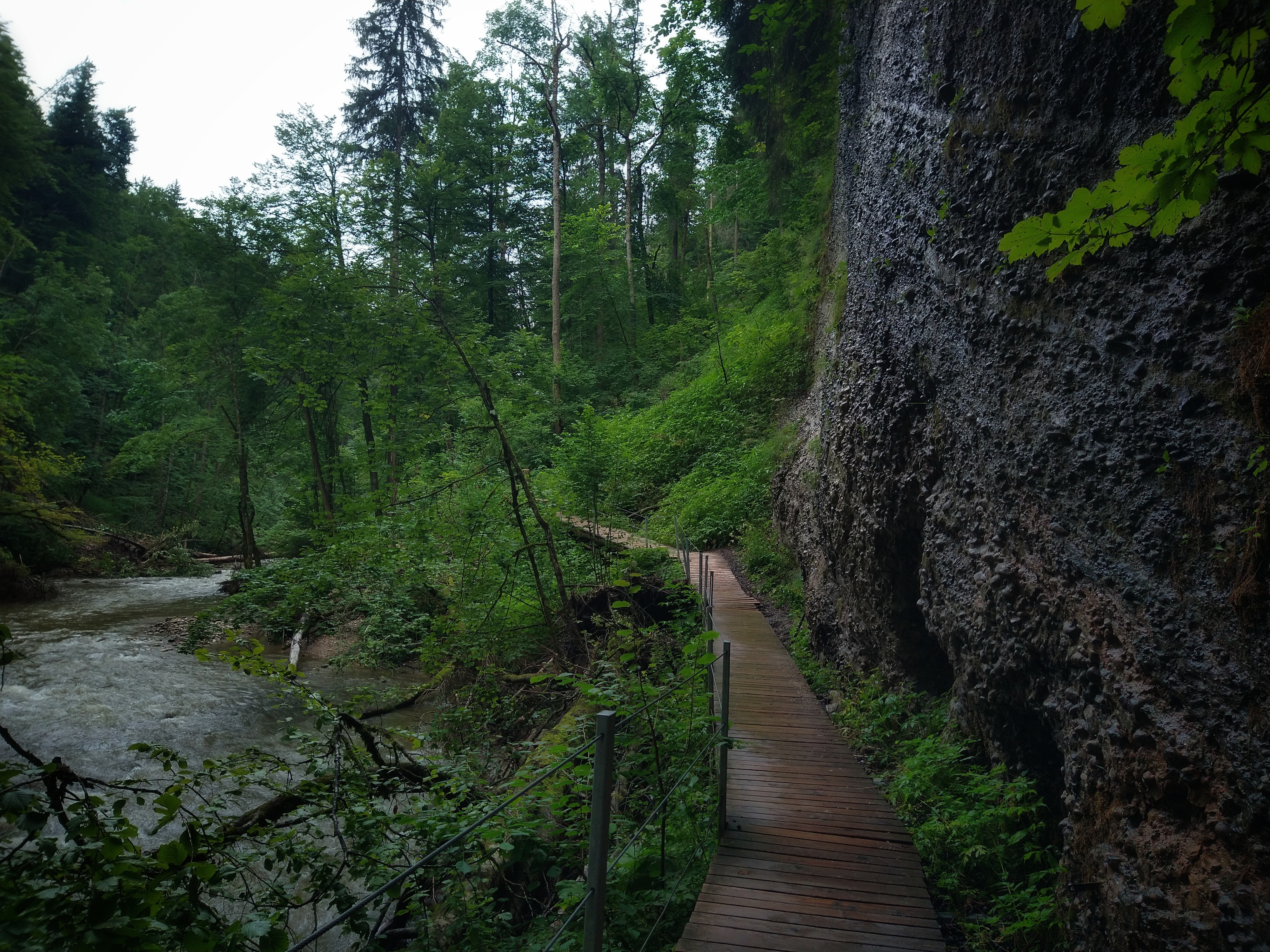 Wooden pathway alongside river winding through pine forest