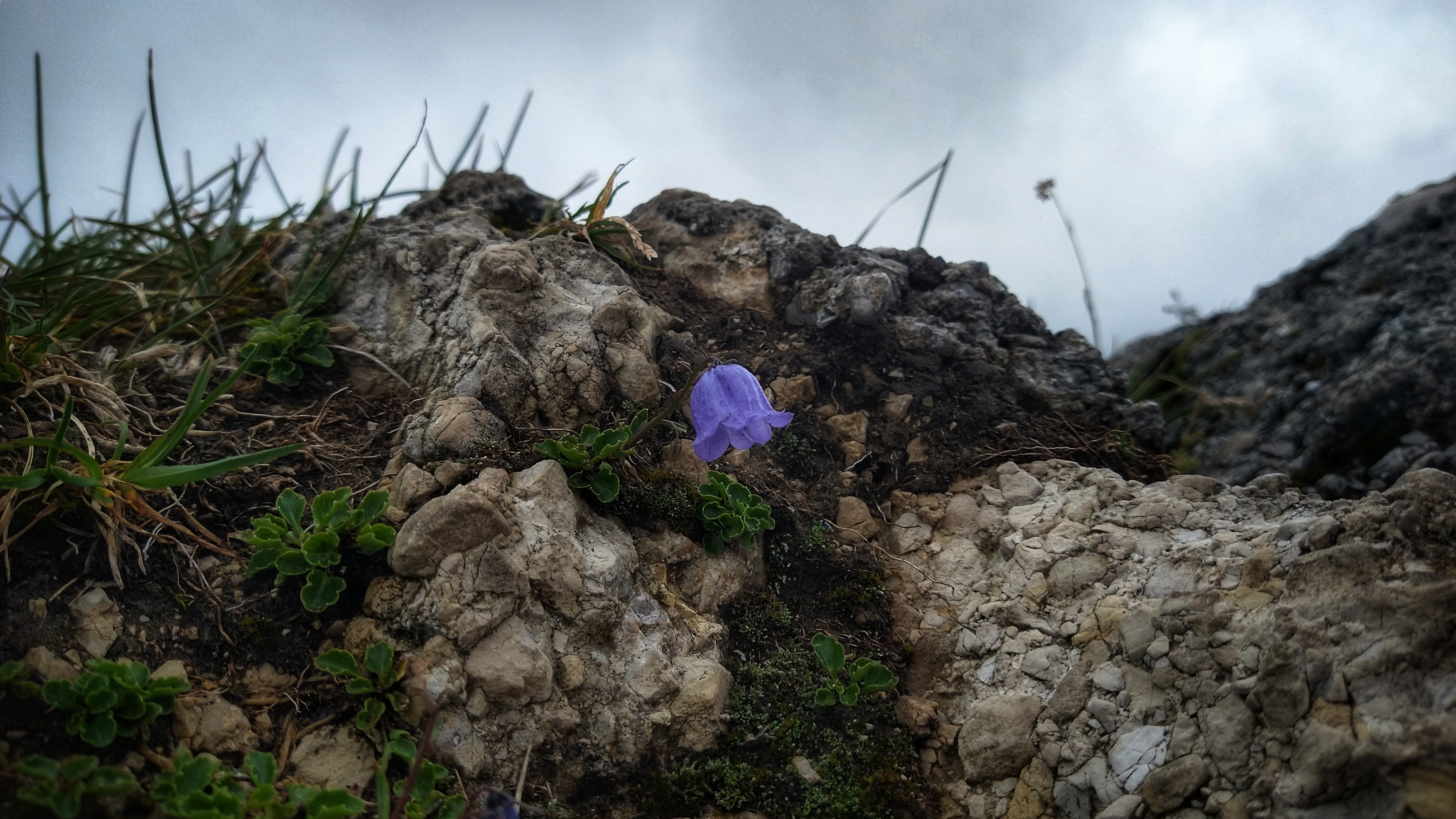 Purple flower on a small piece of rock