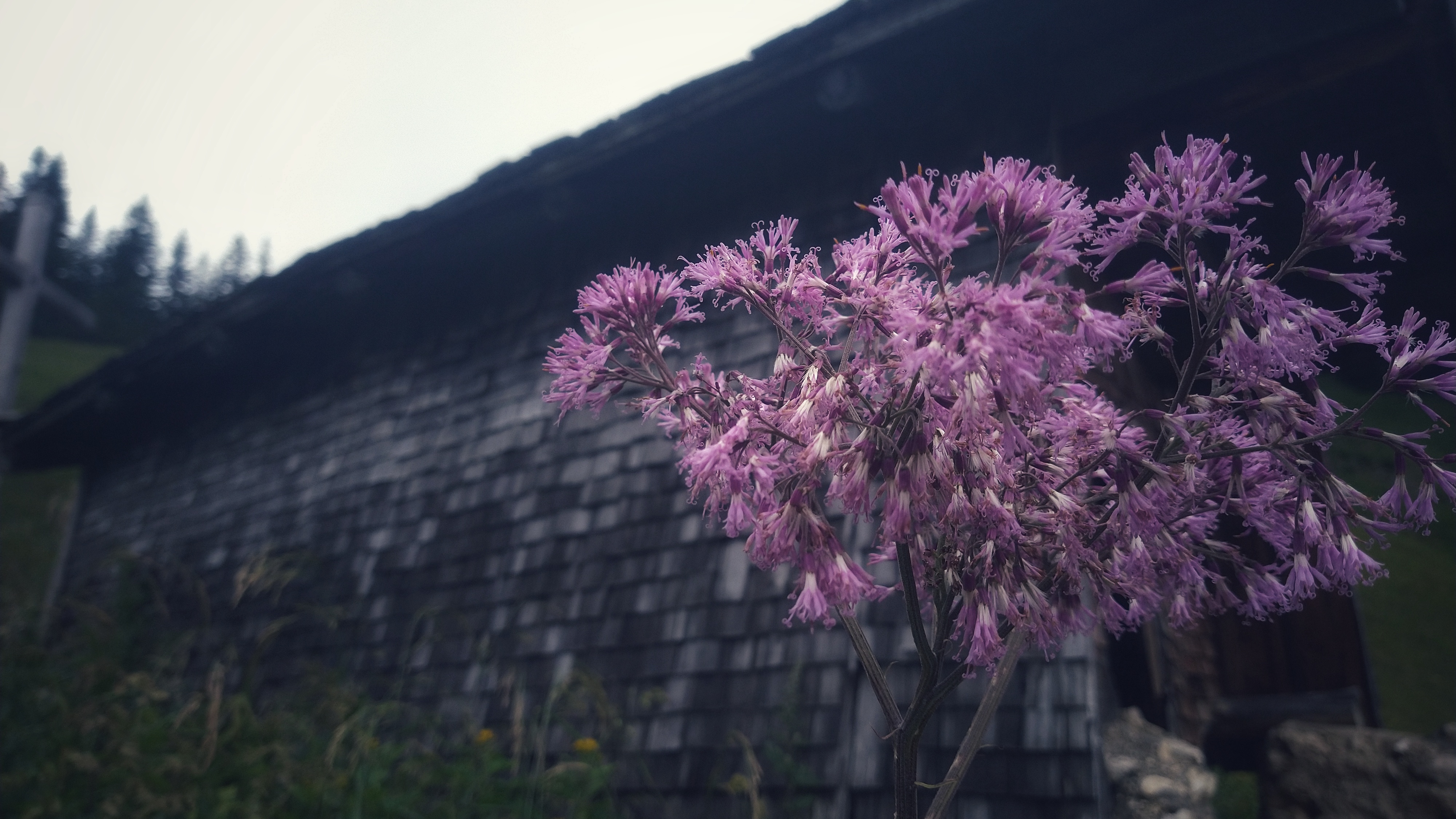 Purple flower in front of a gray mountain hut