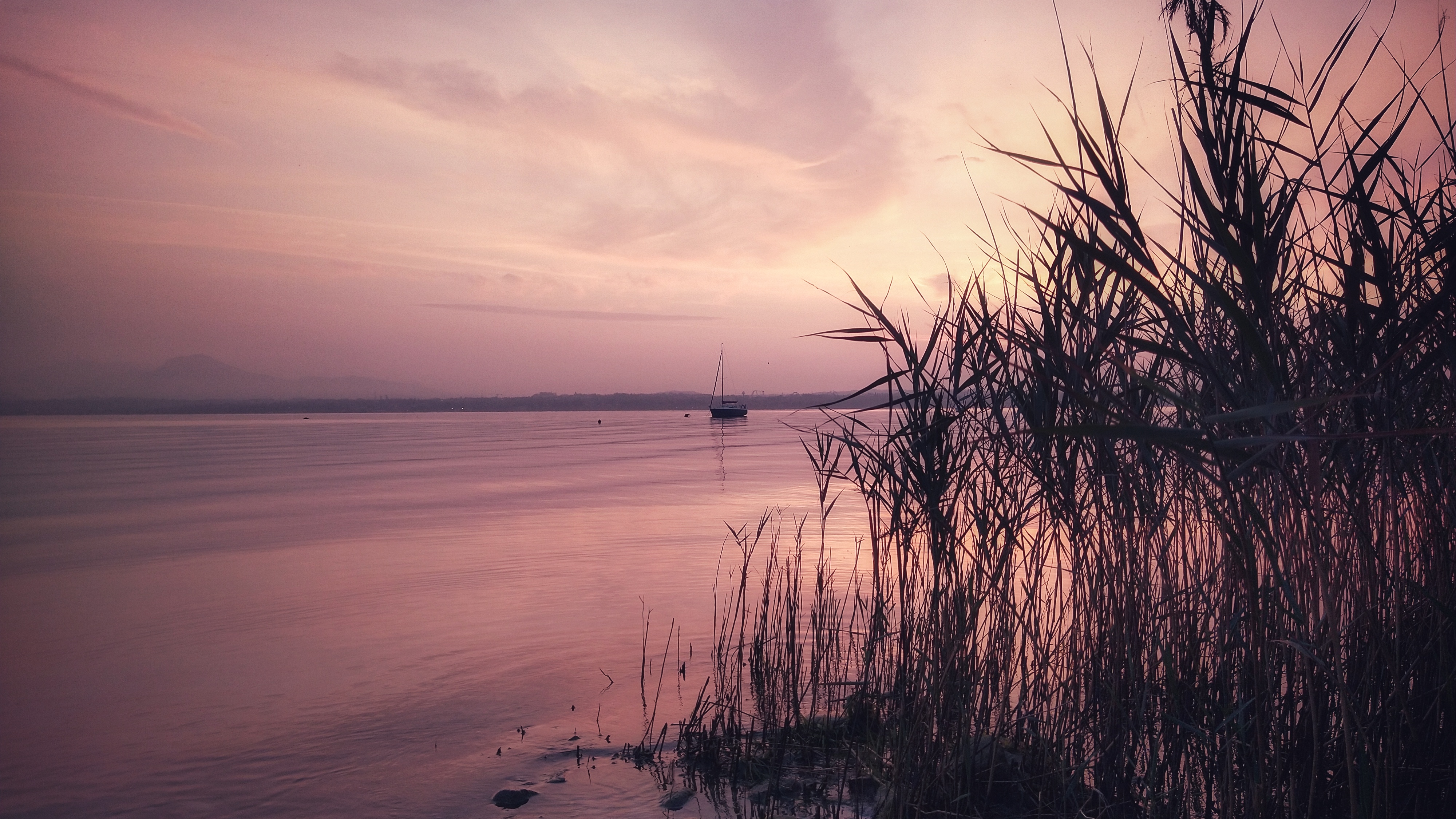 Sun setting behind reeds, coloring the water and sky a bright pink