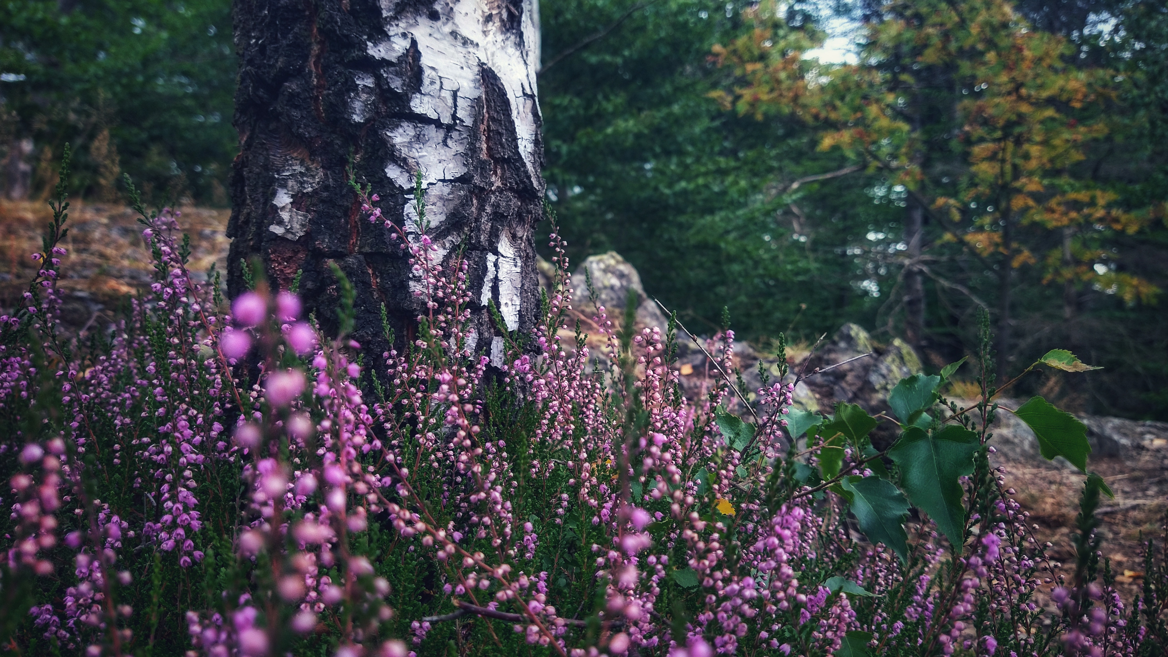 Beautiful pink/fuchsia flowers surrounding a birch tree