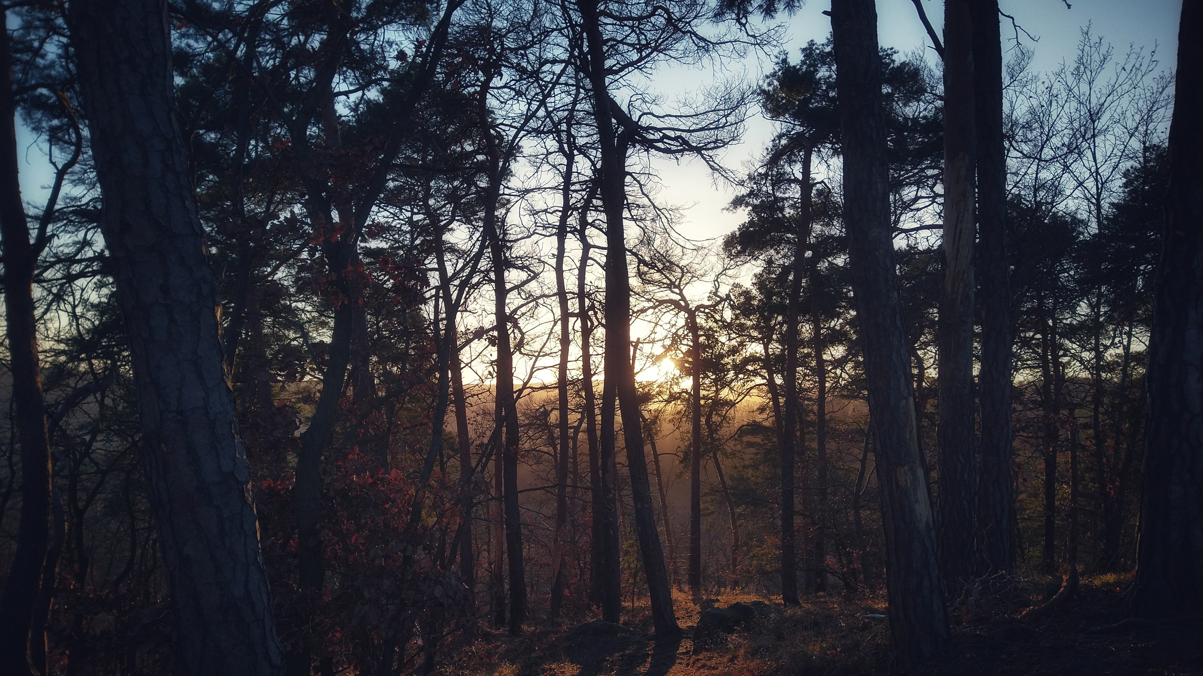 Sun shining through a pine forest