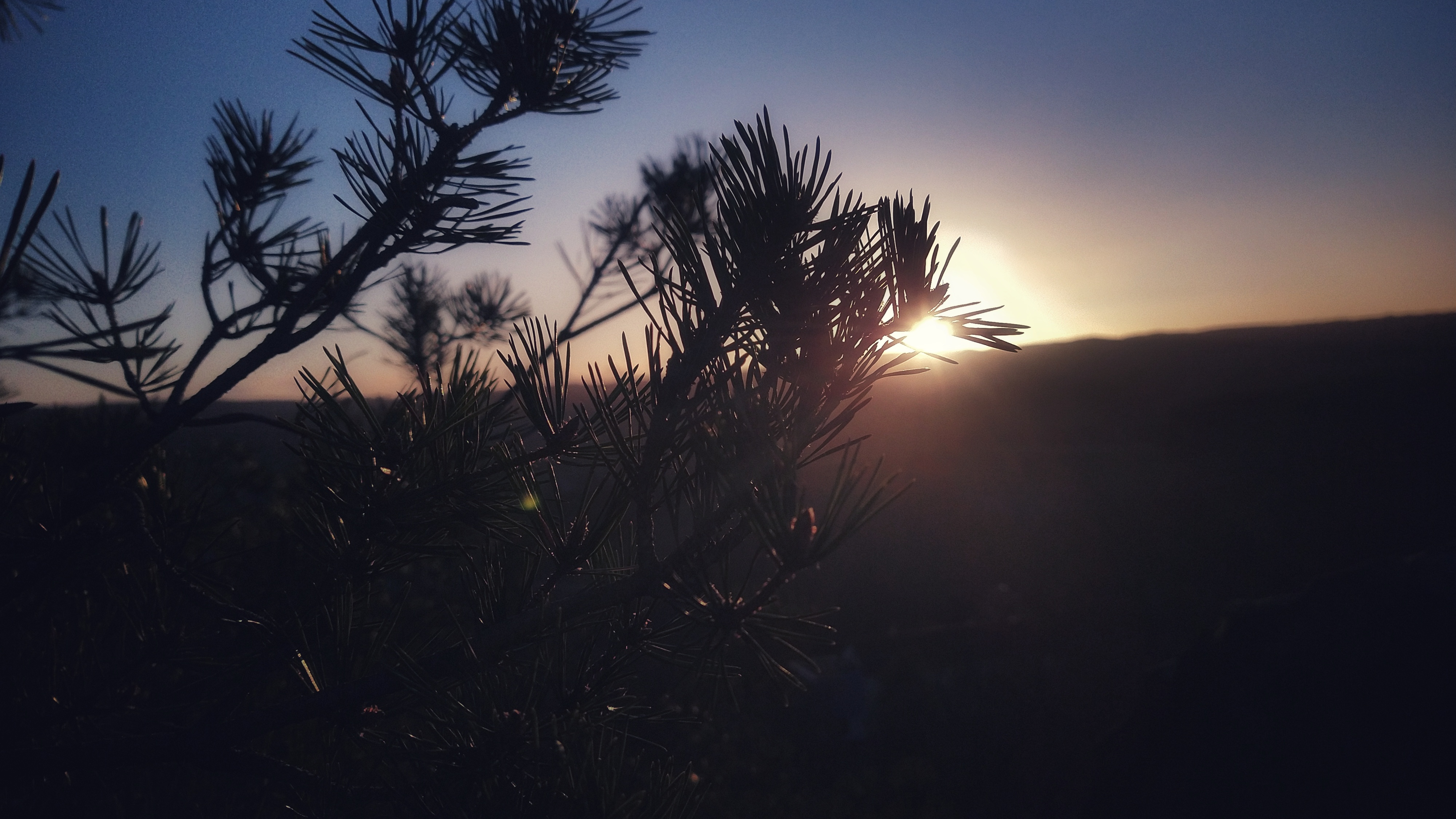 Sun setting behind a distant mountain. The sun itself is obstructed by pine needles