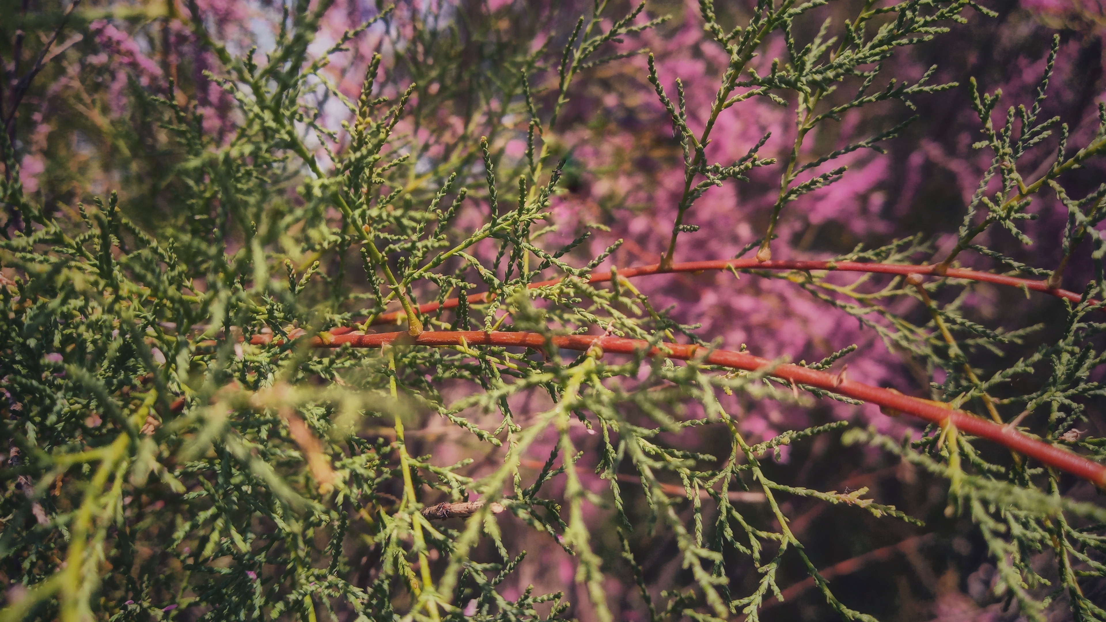 Thin branches with needles in front of a bush with pink flowers