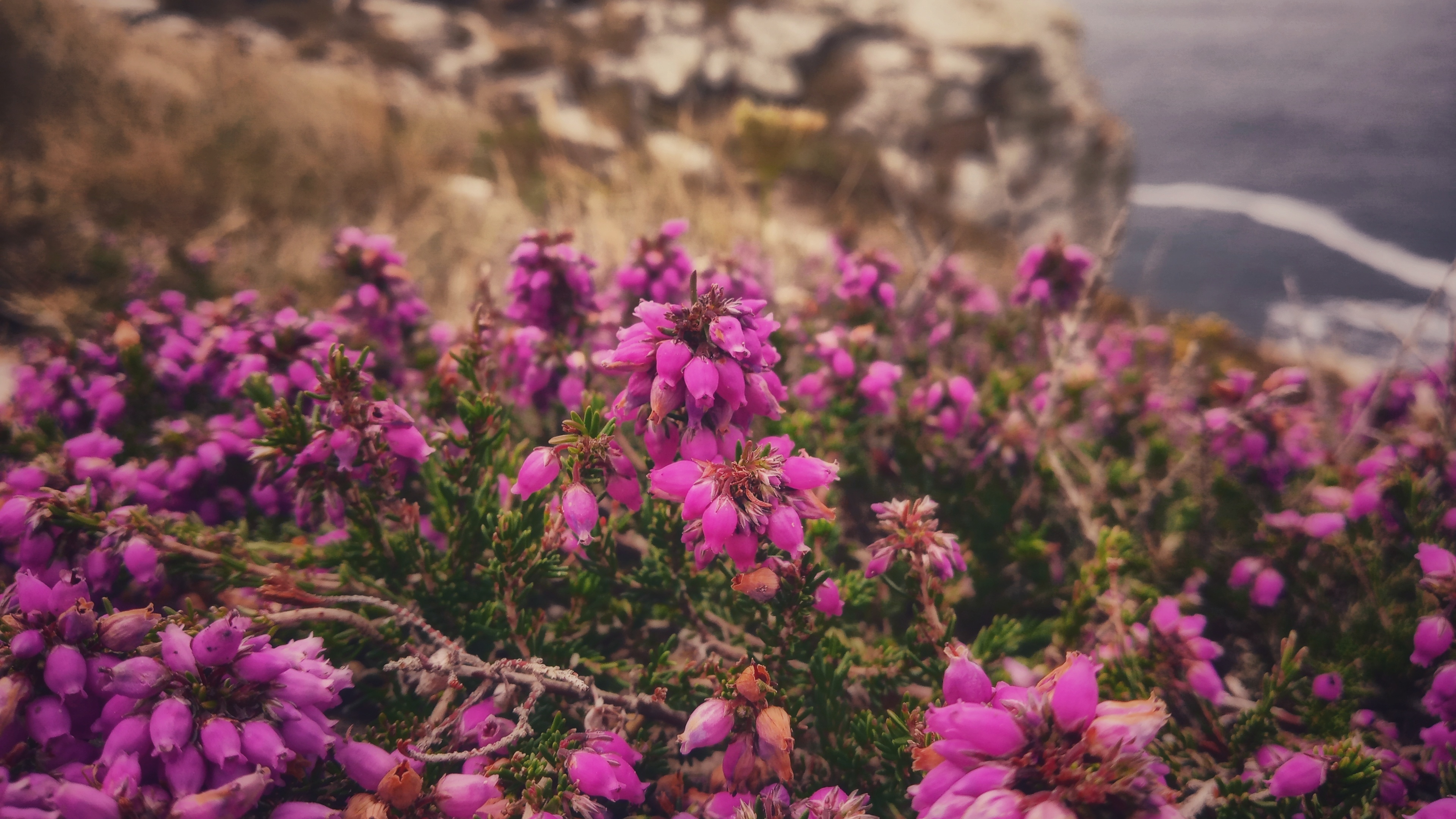 Small cushion plant with pink flower buds