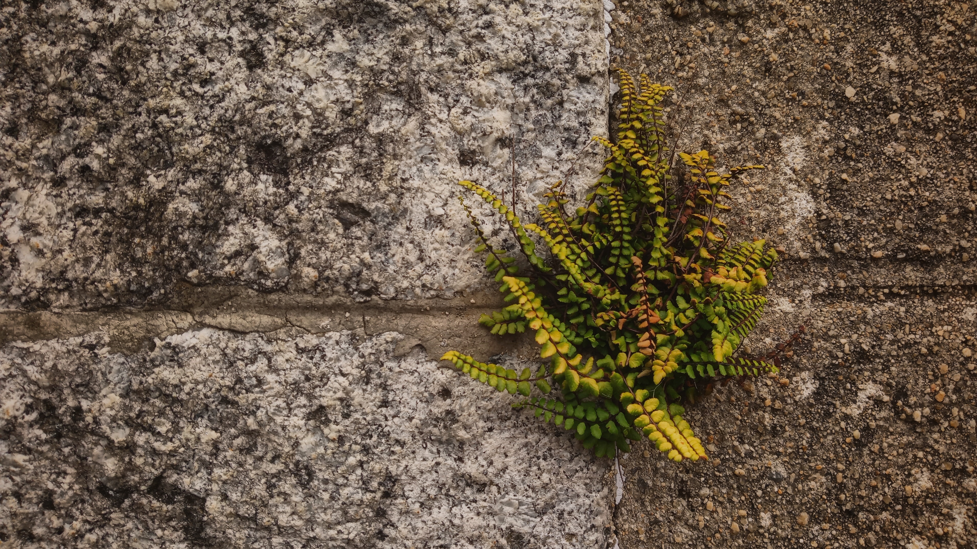 A small fern plant growing between two concrete plates