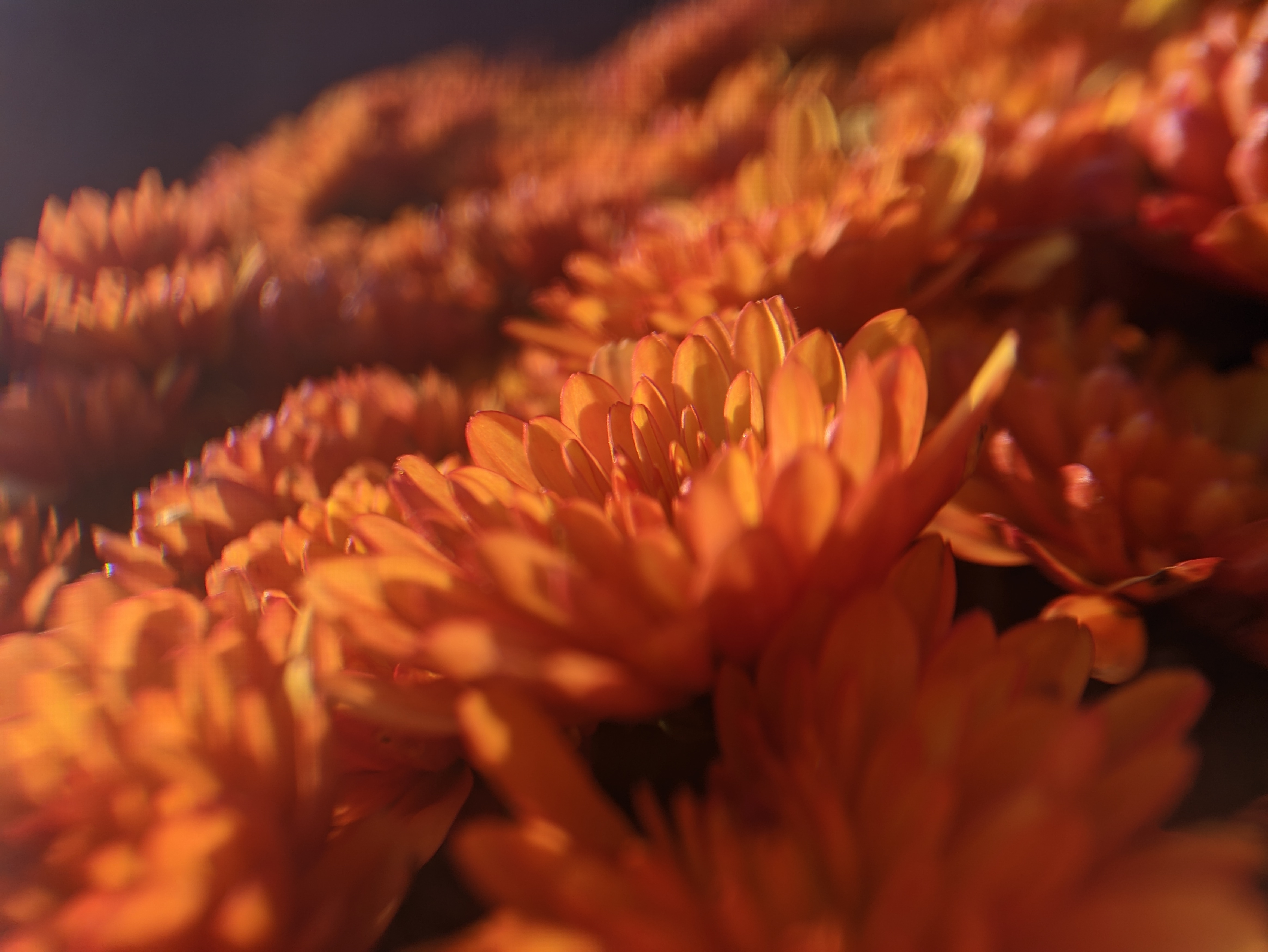 Closeup shot of a group of orange flowers from the side