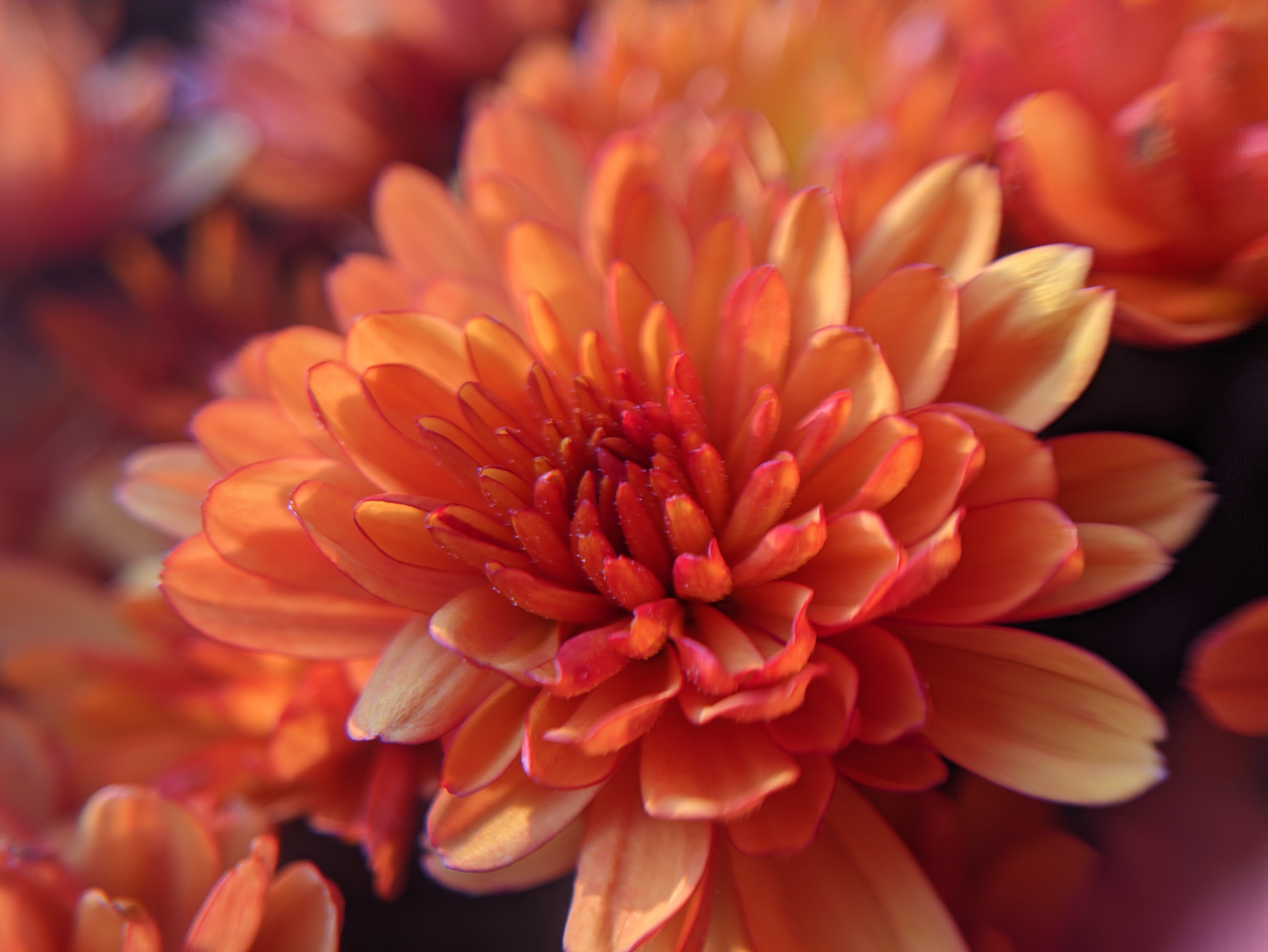 Closeup shot of a single orange flower bud