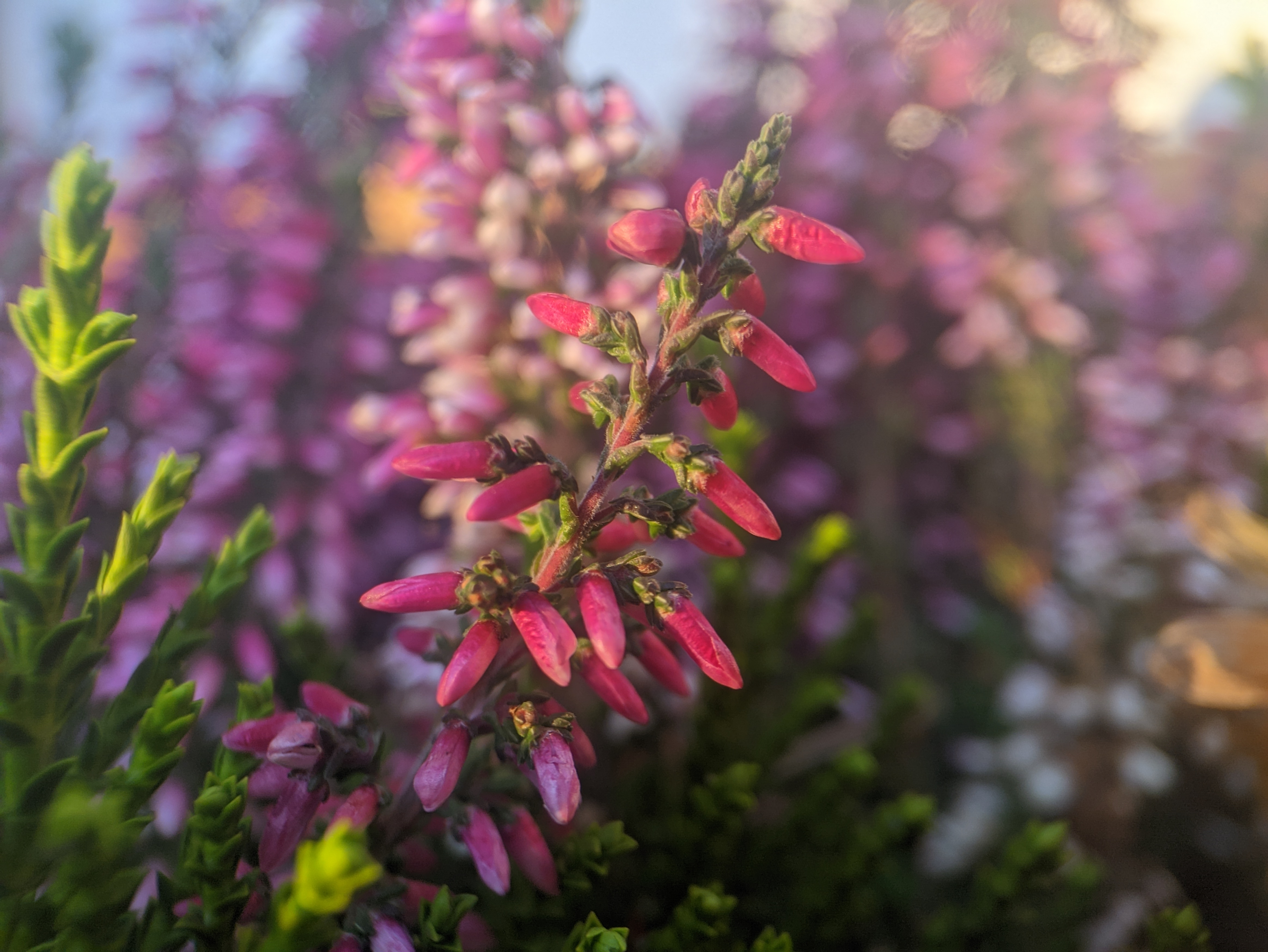 Closeup of flower with closed buds