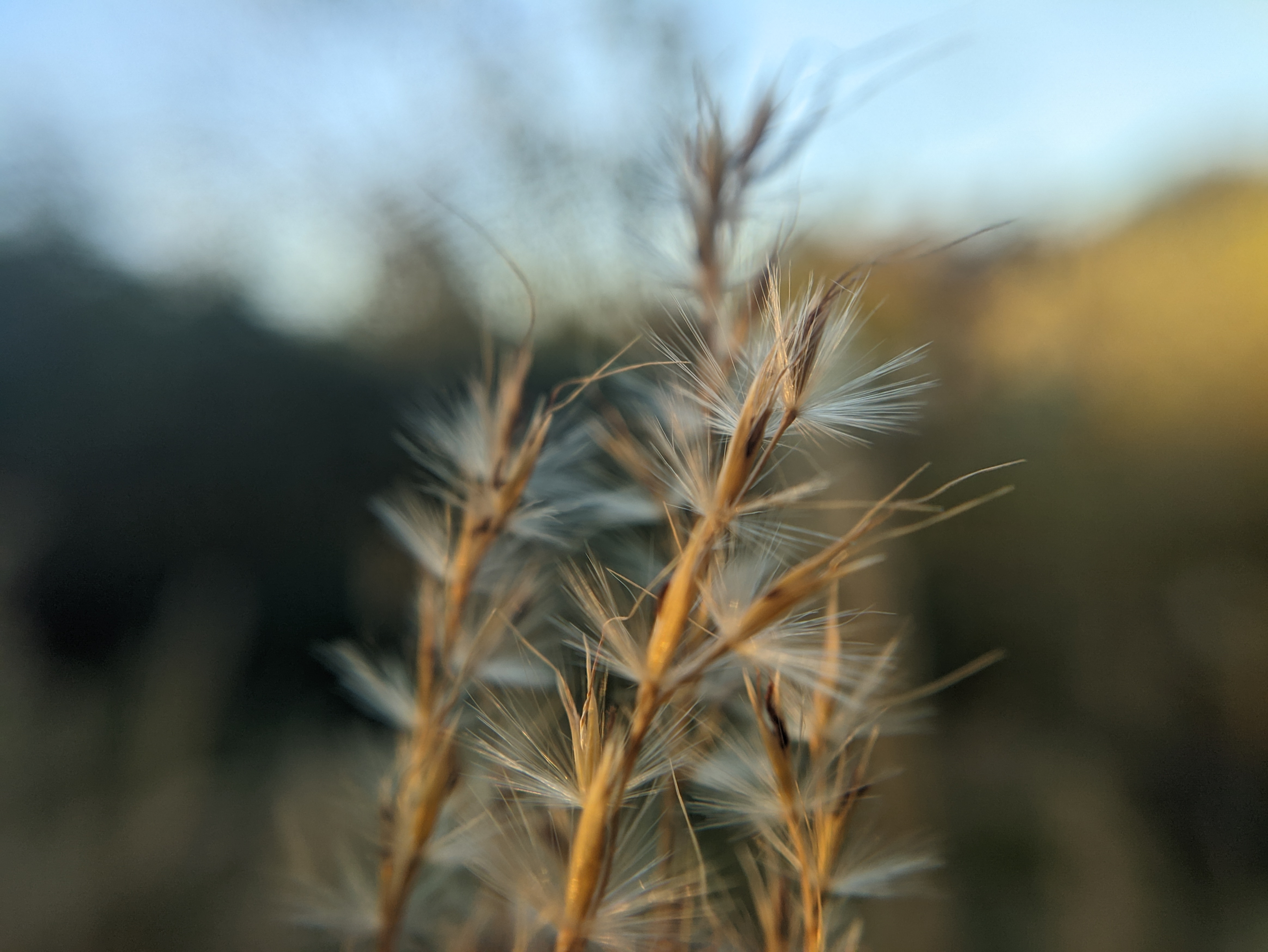 Closeup of common reed seed heads