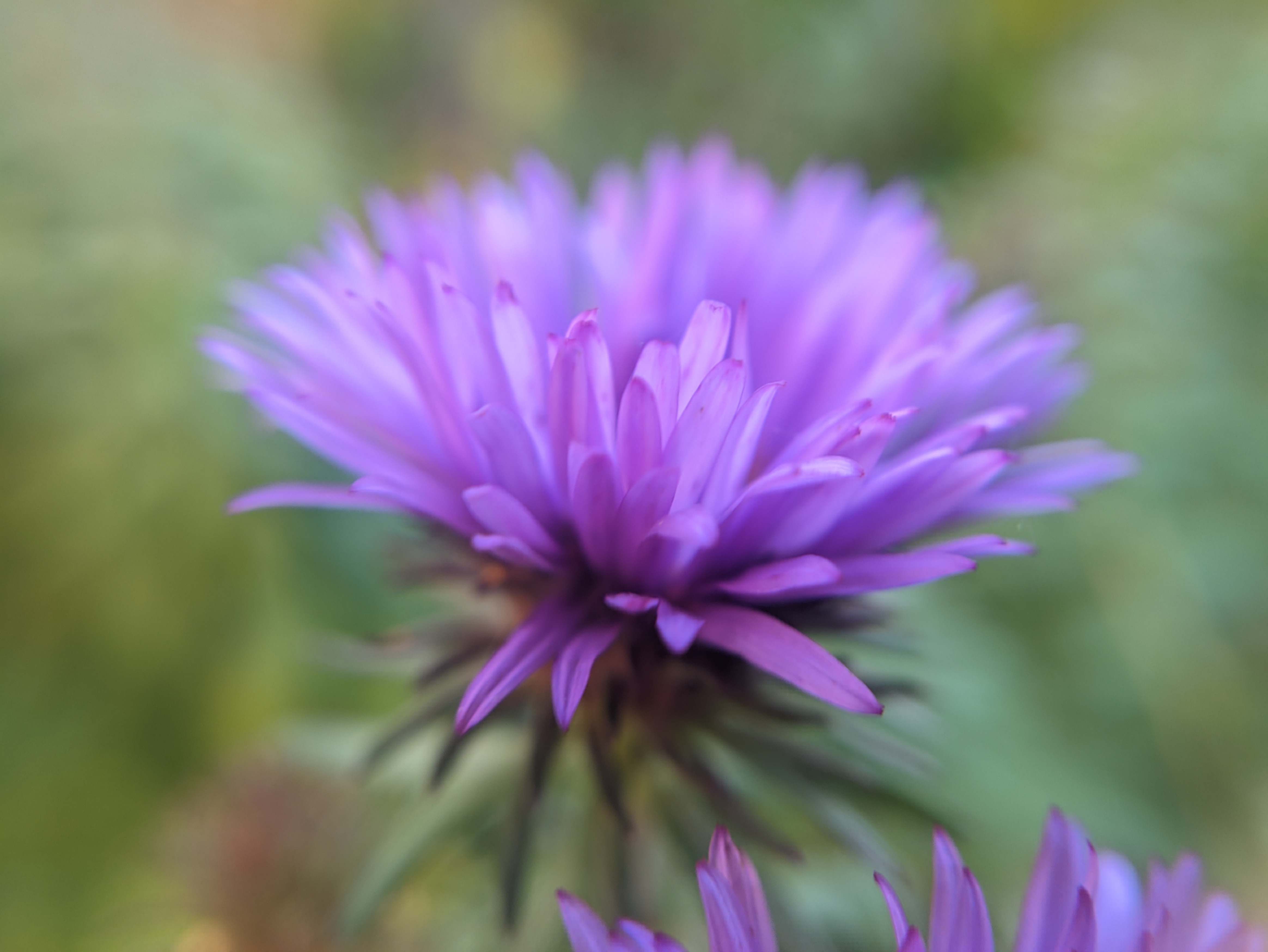 Closeup of purple flower bud from the side