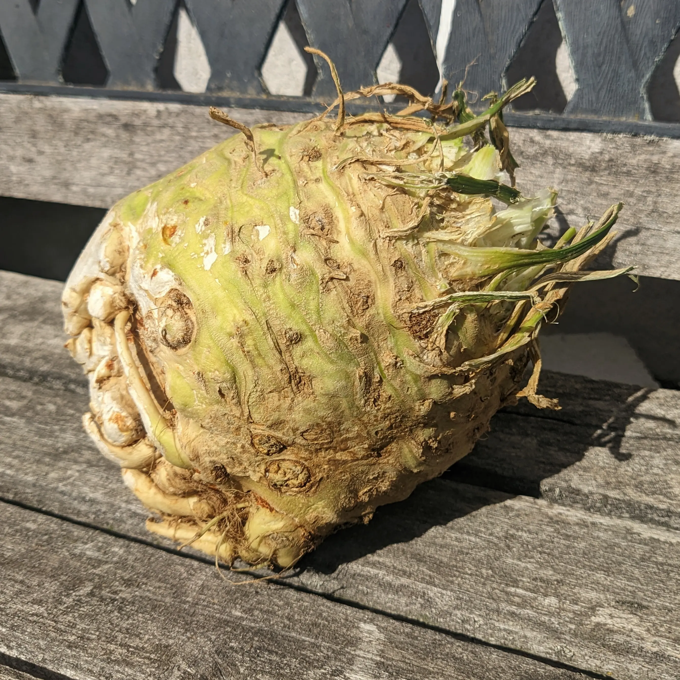 A fresh celeriac root sitting on a bench.
The green leaves have been removed, leaving only short studs behind.
The celeriac is oval-shaped, with small roots taking up about 2 cm of the bottom.