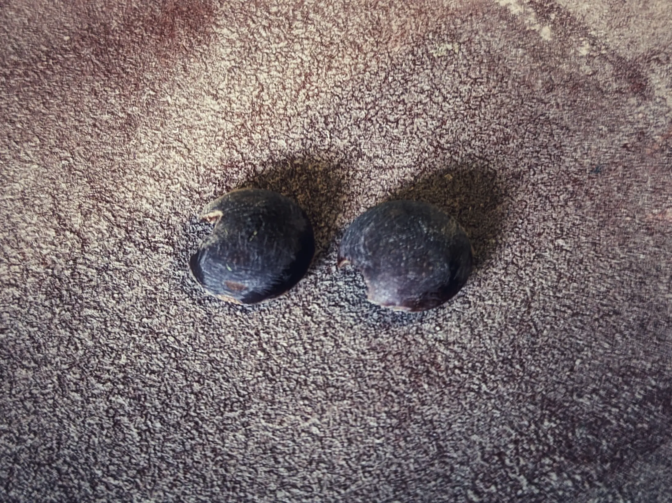 Dome-shaped wooden pieces on a piece of sandpaper. The curve of the dome is facing up.
Both the sandpaper and the domes are quite dirty and hard to make out.