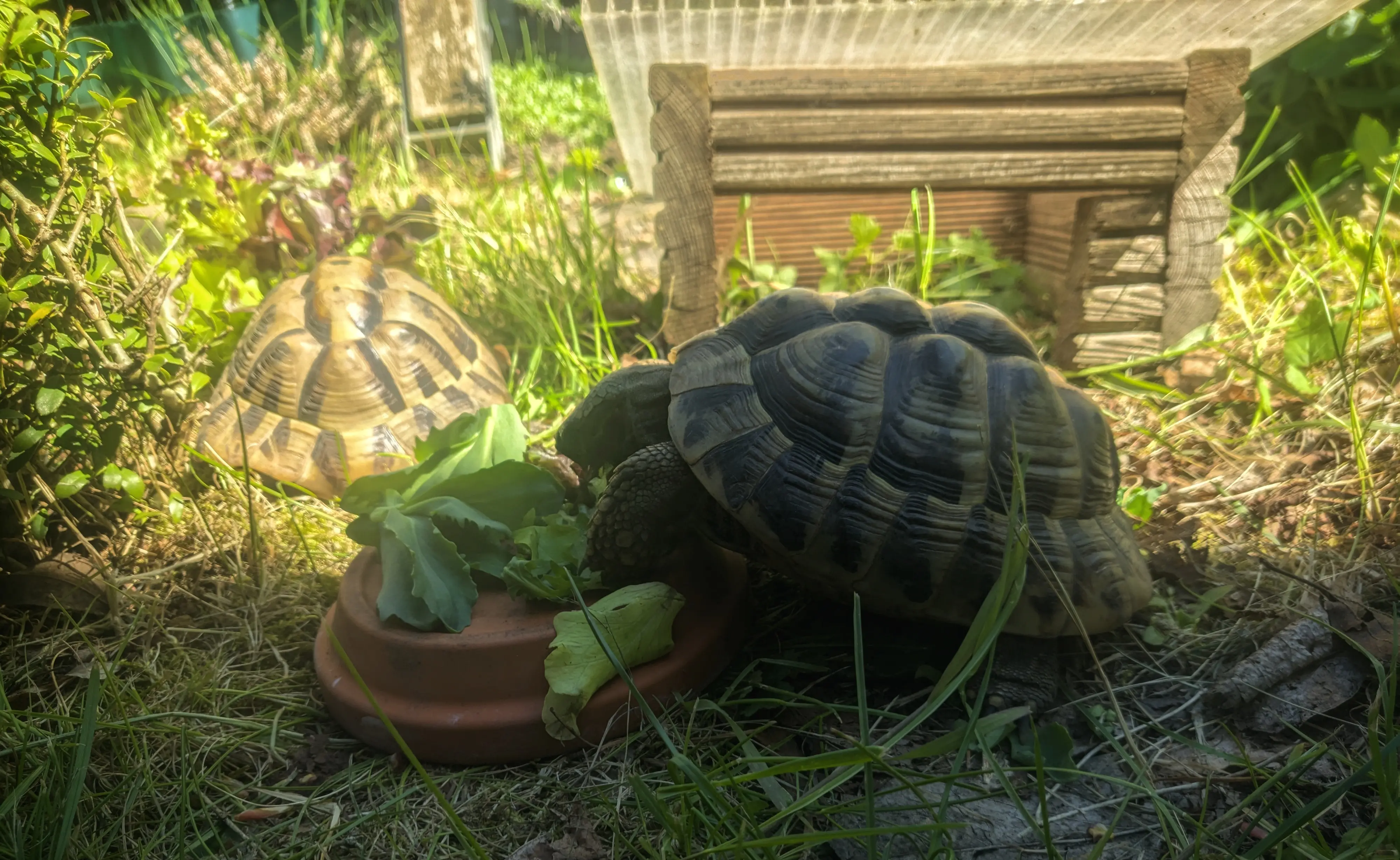 Photo of a turtle eating with its front legs propped up on a flat flower pot that has flipped upside down with food on it.
In the back, a second turtle is sitting next to a wooden hut, facing away from the camera and towards salad leaves.