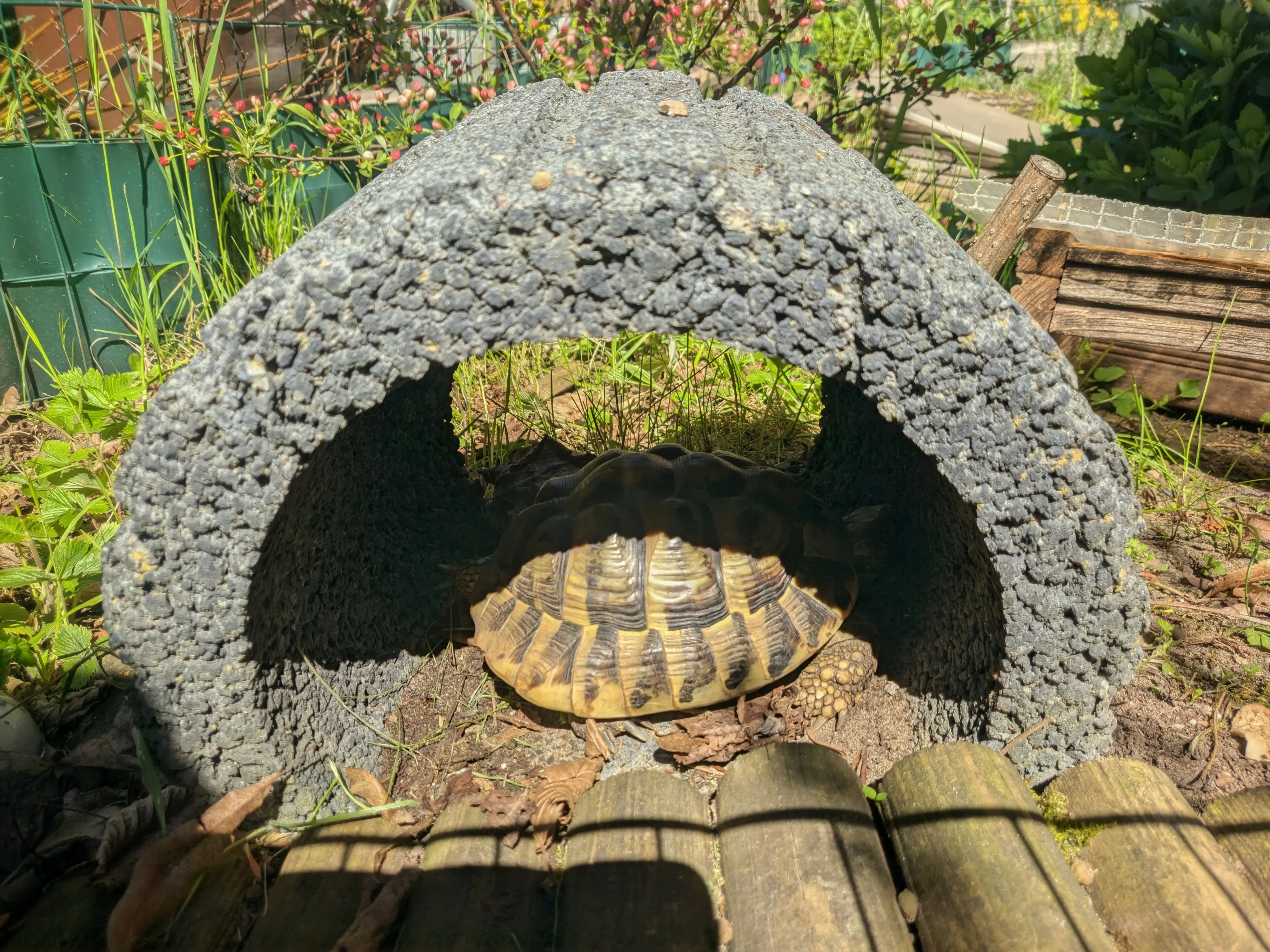 A larger turtle resting inside a short concrete tube.