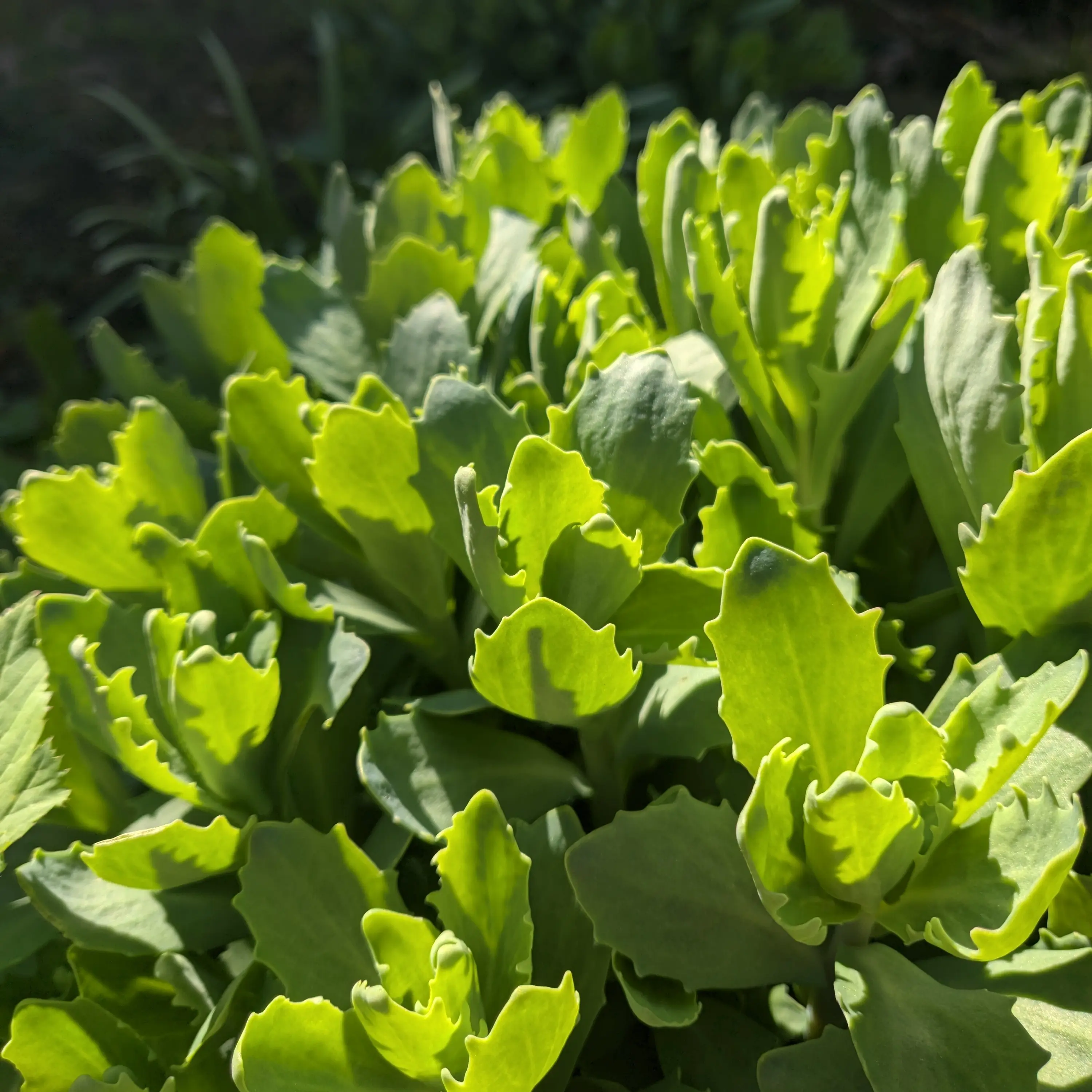 Closeup of a butterfly stonecrop plant.
The leaves are almost oval with some pointy bits along the sides. They are facing towards the sky and get smaller the further up the stems they go.