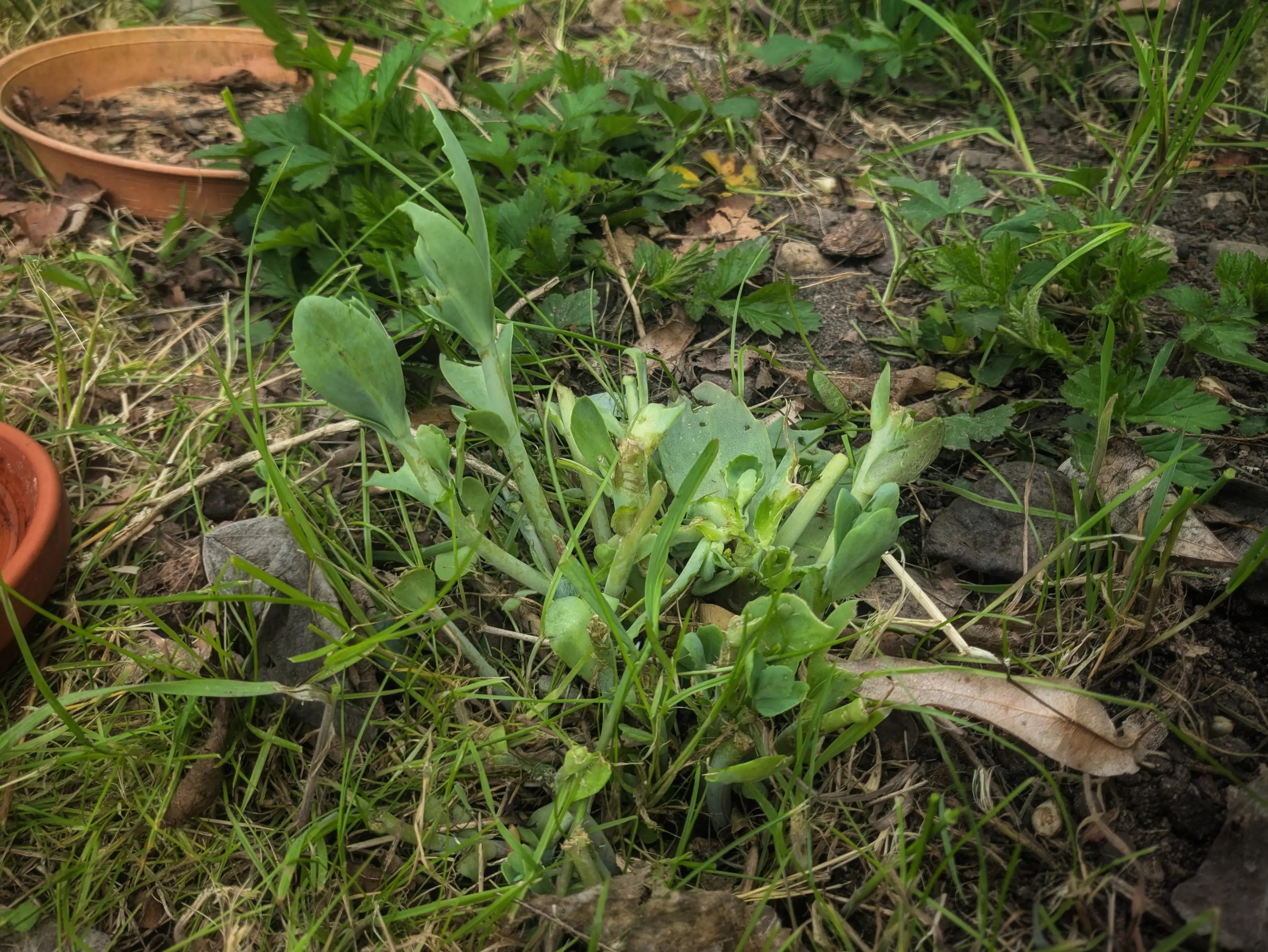 Photo of a mostly destroyed butterfly stonecrop plant.
Most stems have been eaten up all the way to the ground. Only a couple leaves remain on the few stems that are somewhat intact. And most of them have bite marks on them.