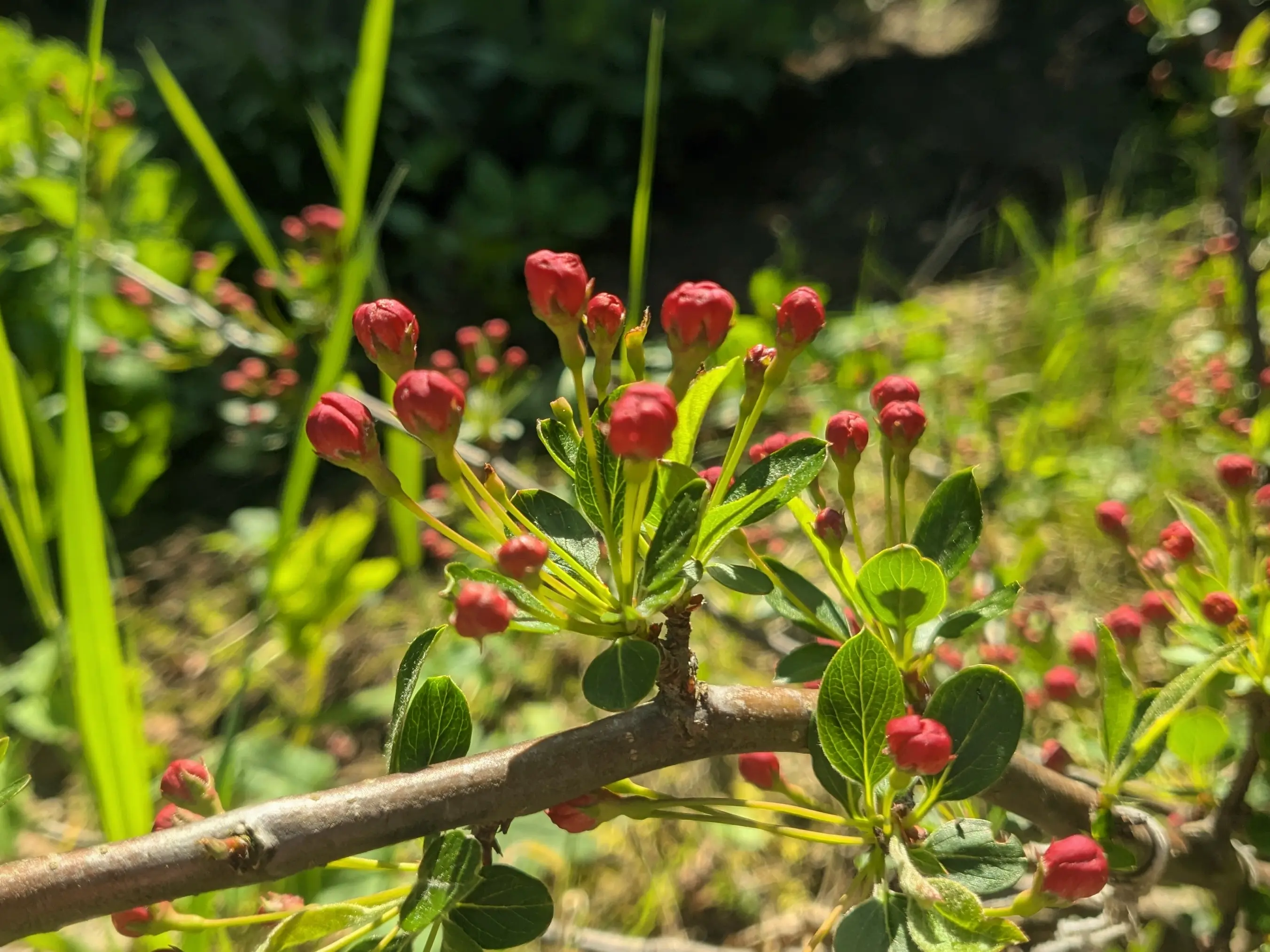 Closeup of a crab apple tree branch.
A small wooden stump grows from it and expands into multiple green shoots with closed red flower buds on each end.