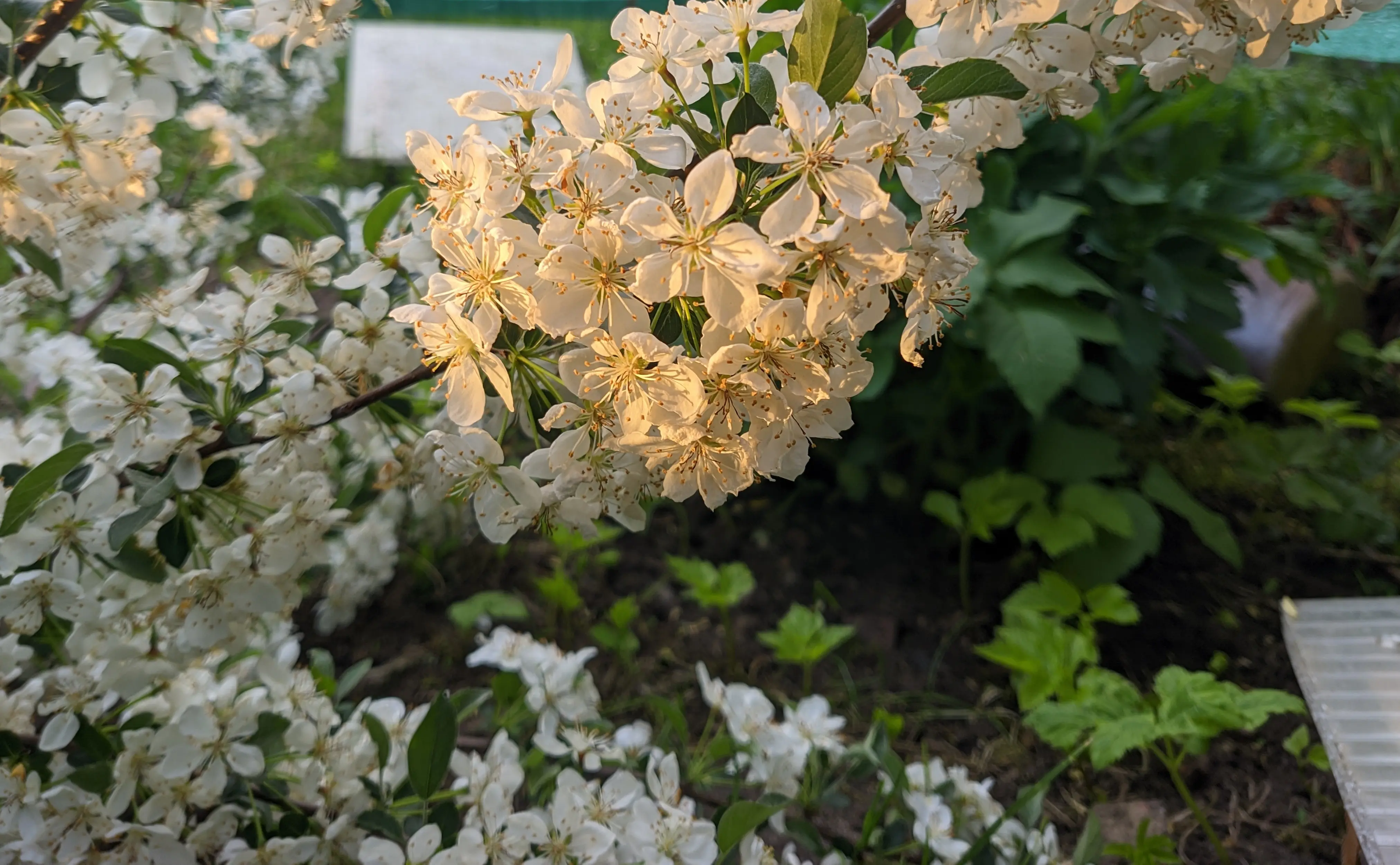 Close up of the white, opened flower buds of the crab apple tree.
Each of the buds forms a star shape with its five flower petals and the yellow core.
The flower petals in the middle of the photo reflect the orange light of the sunset, giving them an almost glowing appearance.
The flower buds are spread all over the branches, making the branches almost impossible to see.