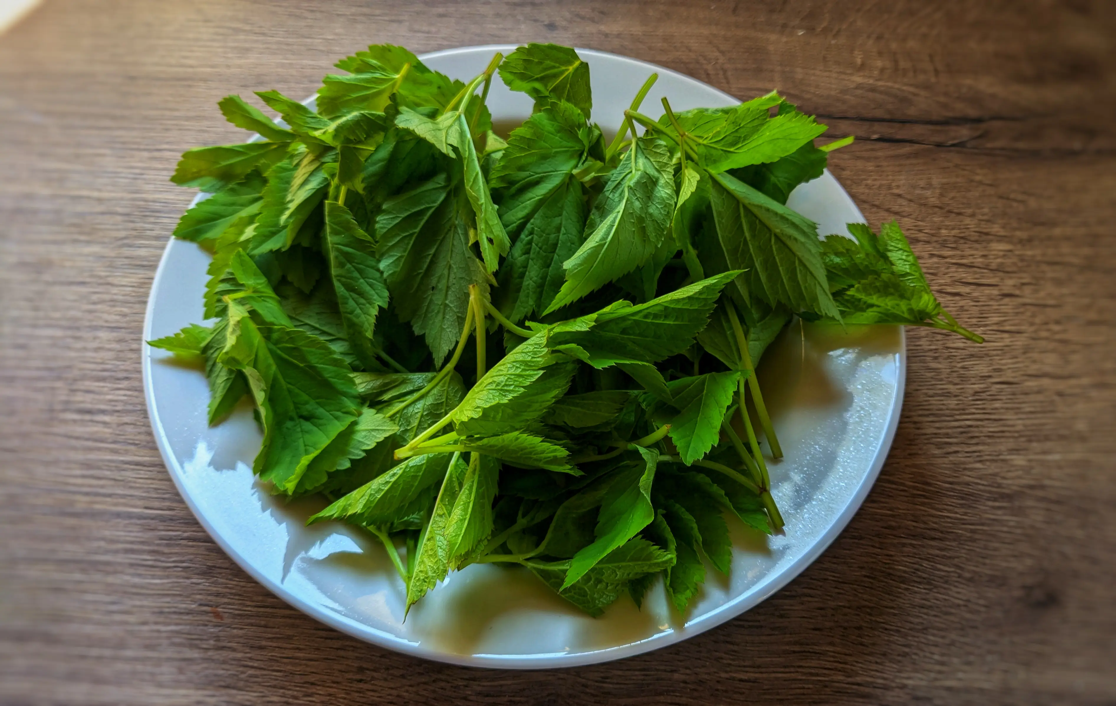 Small white plate on a kitchen surface.
The plate is filled with green leaves that are placed chaotically on it.