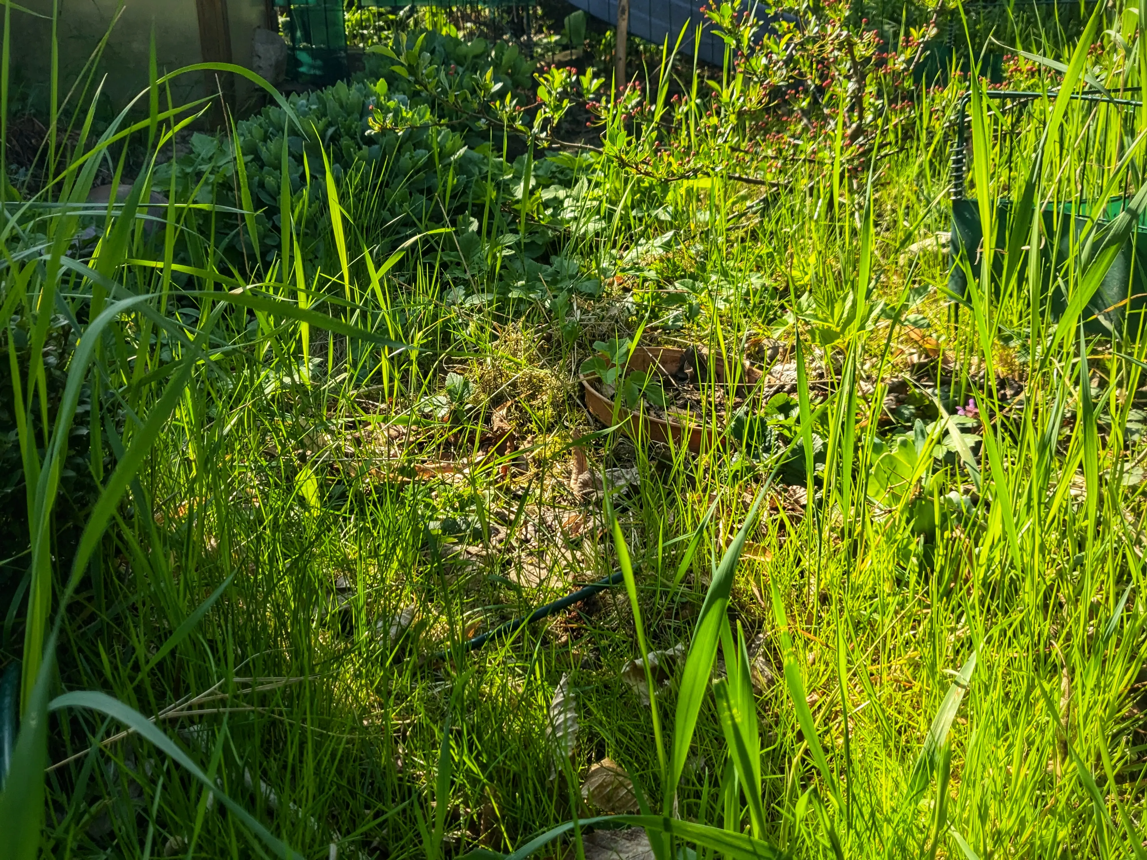 Photo of a large grass area fully overgrown by grass and weeds.
Through the grass you can make out some plants and parts of a green metal fence.
In the top left, you can see the walls of a small greenhouse.