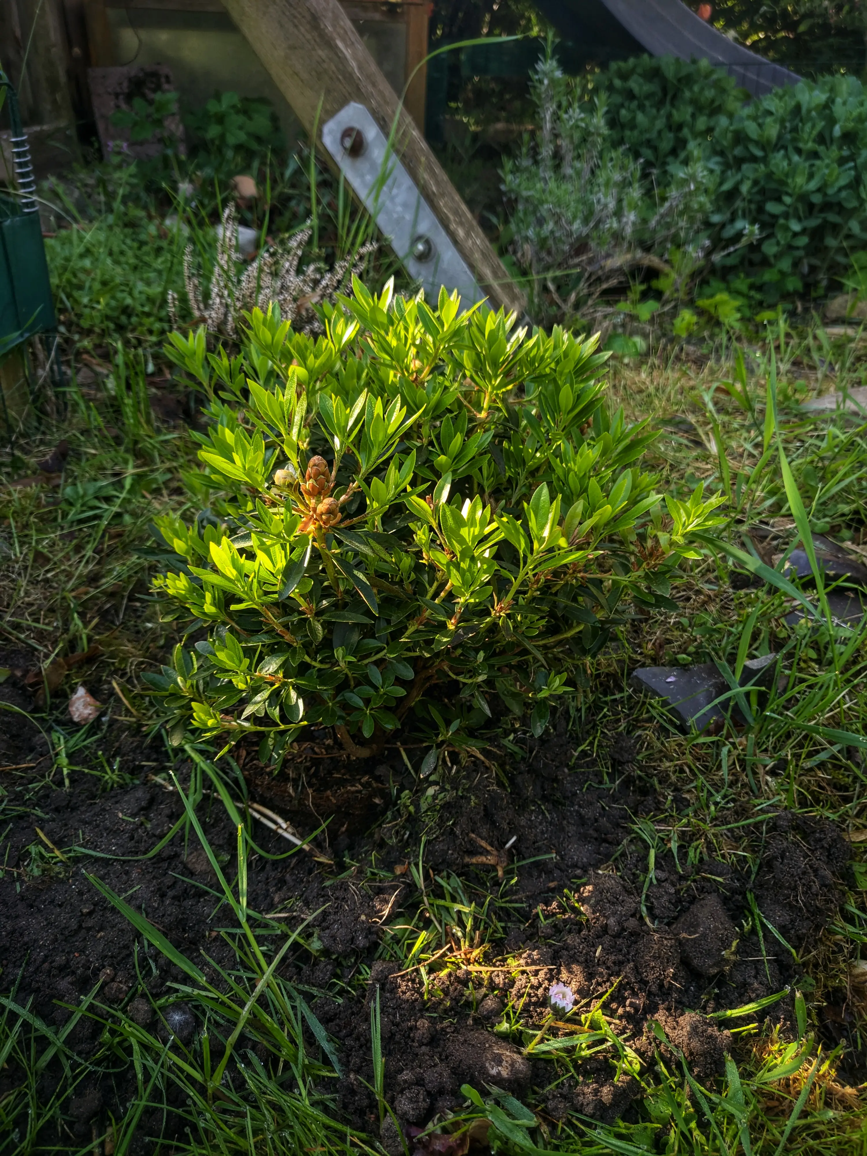 Newly planted rhododendron bush.
Its young light green leaves are glowing in the sunshine, while the rest of the bush appears dark.