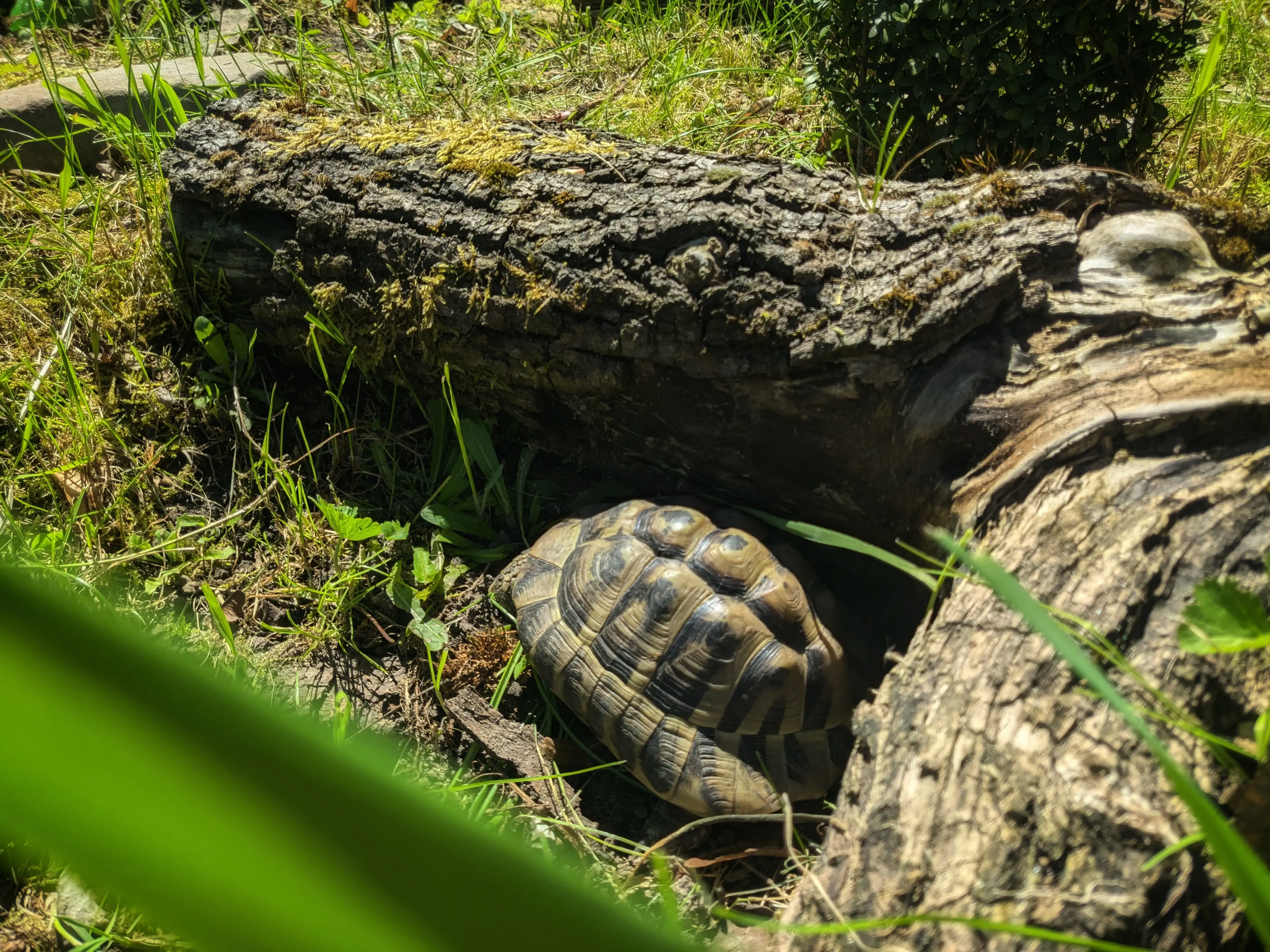A small turtle resting in the shade of an old tree stump.