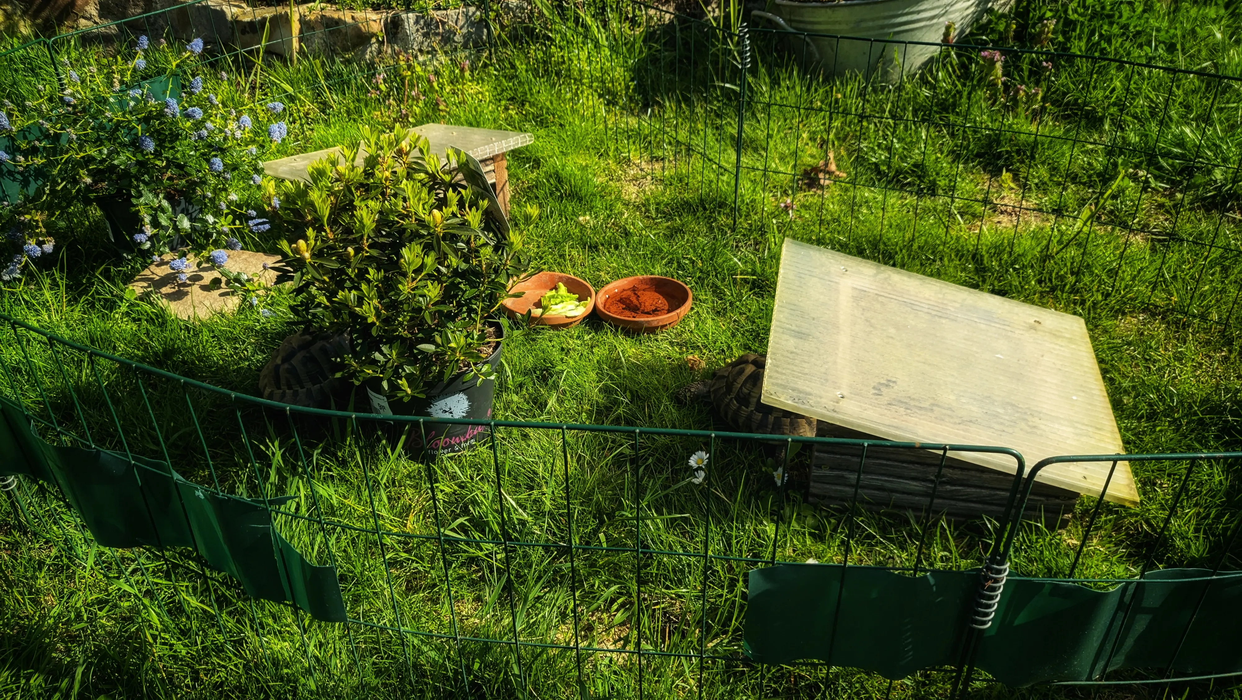 Oval two by two meter grass enclosure surrounded by a small green metal fence.
Inside of it are two small wooden huts, two small plants inside pots and a pair of as feeding bowls.
A turtle is resting in the shade of the hut closer to the camera. The other turtle is hiding in the shade of one of the plants.