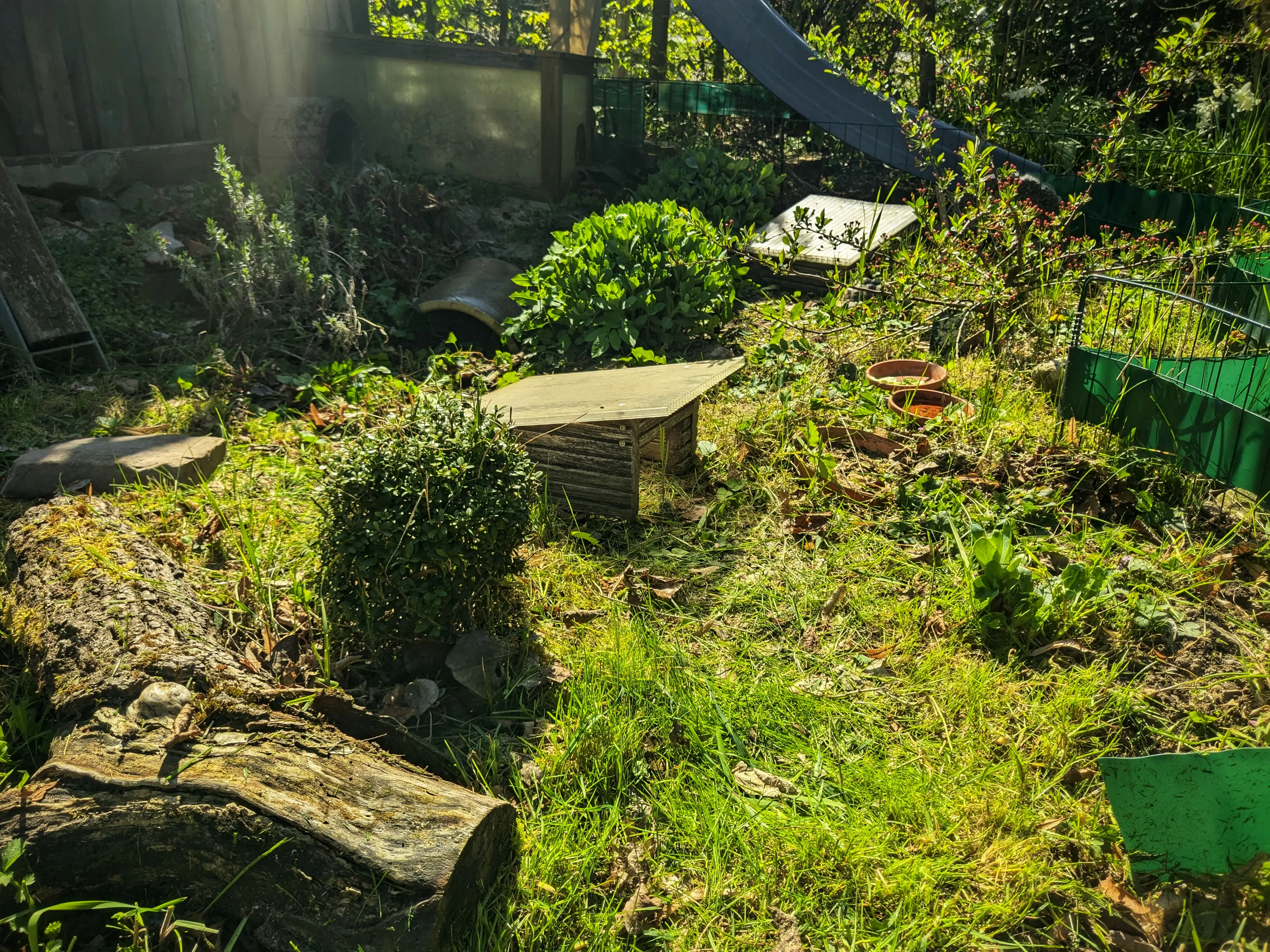 Wide angle shot of the enclosure, which has now been tidied up and is no longer overgrown with weeds.
The camera is also further outwards giving the viewer access to more elements.
In the front left of the scene lies an old tree stump, next to which a small bush has been planted.
Right behind it to the right is one of the small wooden huts which had been in the temporary enclosure before.
In the top left of the photo you can now make out the entire greenhouse, with a small entrance on the side, allowing the turtles access to it.
The right hand side of the photo is mostly grass, with some smaller plants and a crab apple tree.
