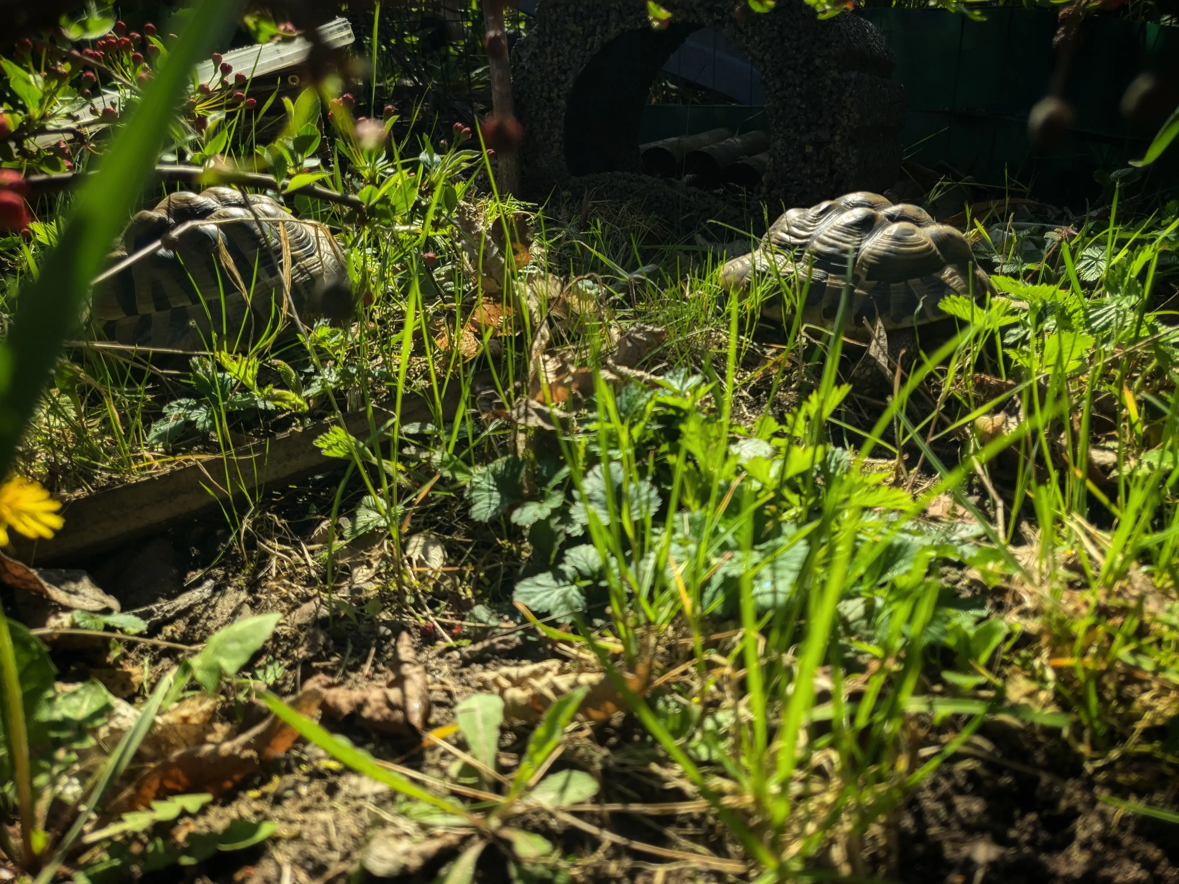 Photo of two turtles relaxing in the sunlight.
The sunlight reflects of the bumps on their shells.