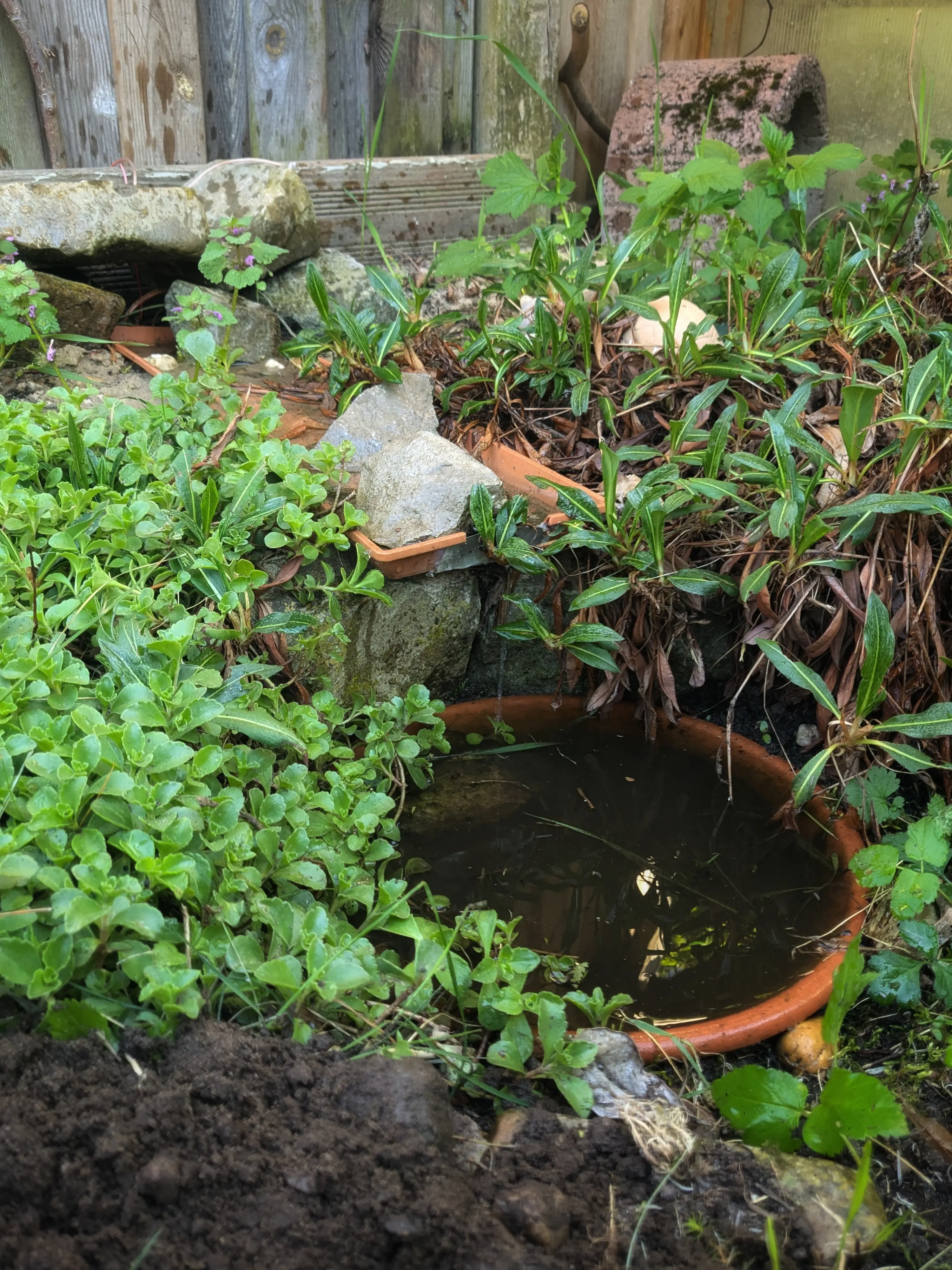 Portrait photograph of a small stone wall which is overgrown with cushion plants.
A basin filled with water is placed on the bottom of the wall and a small stream of water is dripping down into it from a second water basin on the top of the wall.