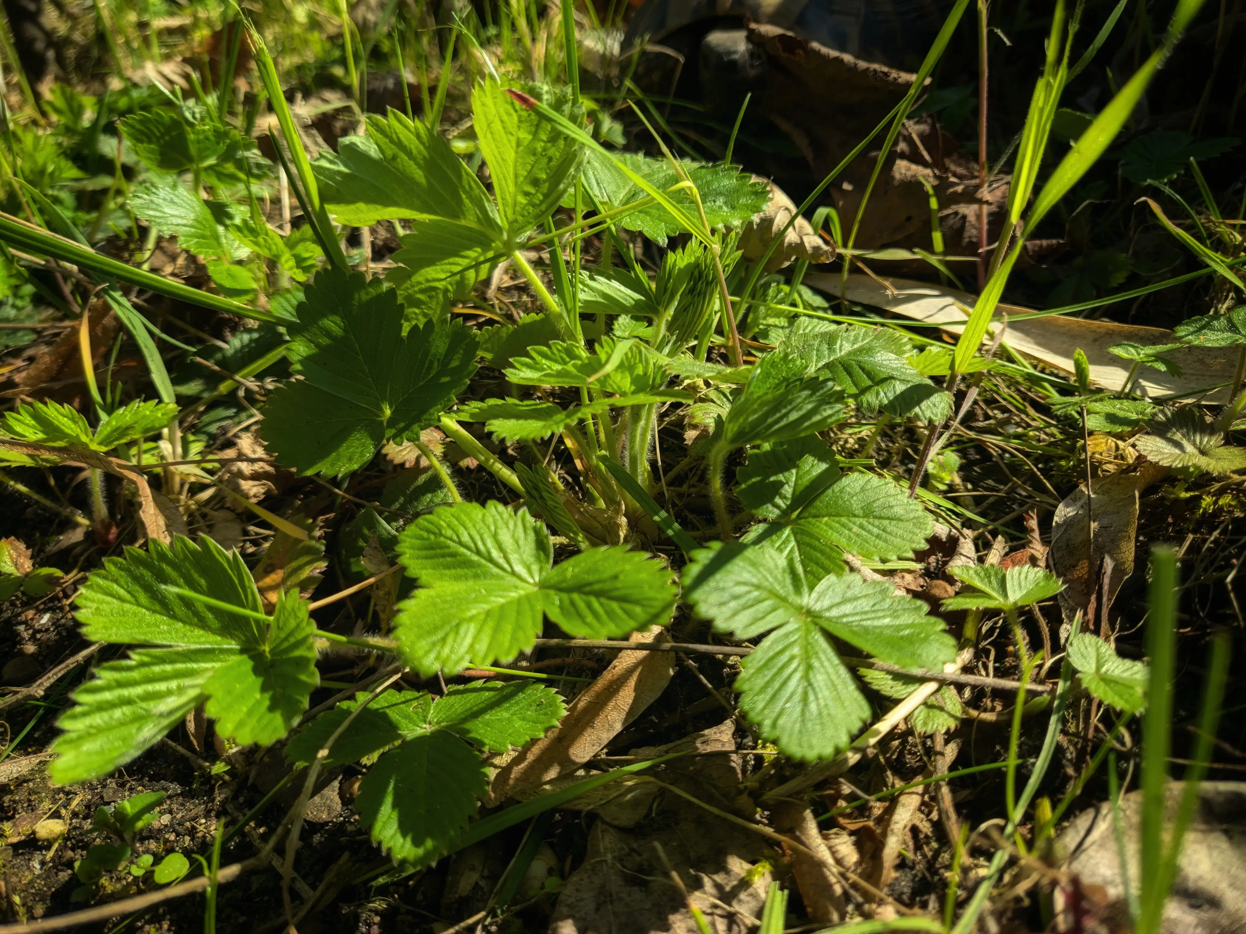 Closeup of a wild strawberry plant amidst leftover leaves from winter.