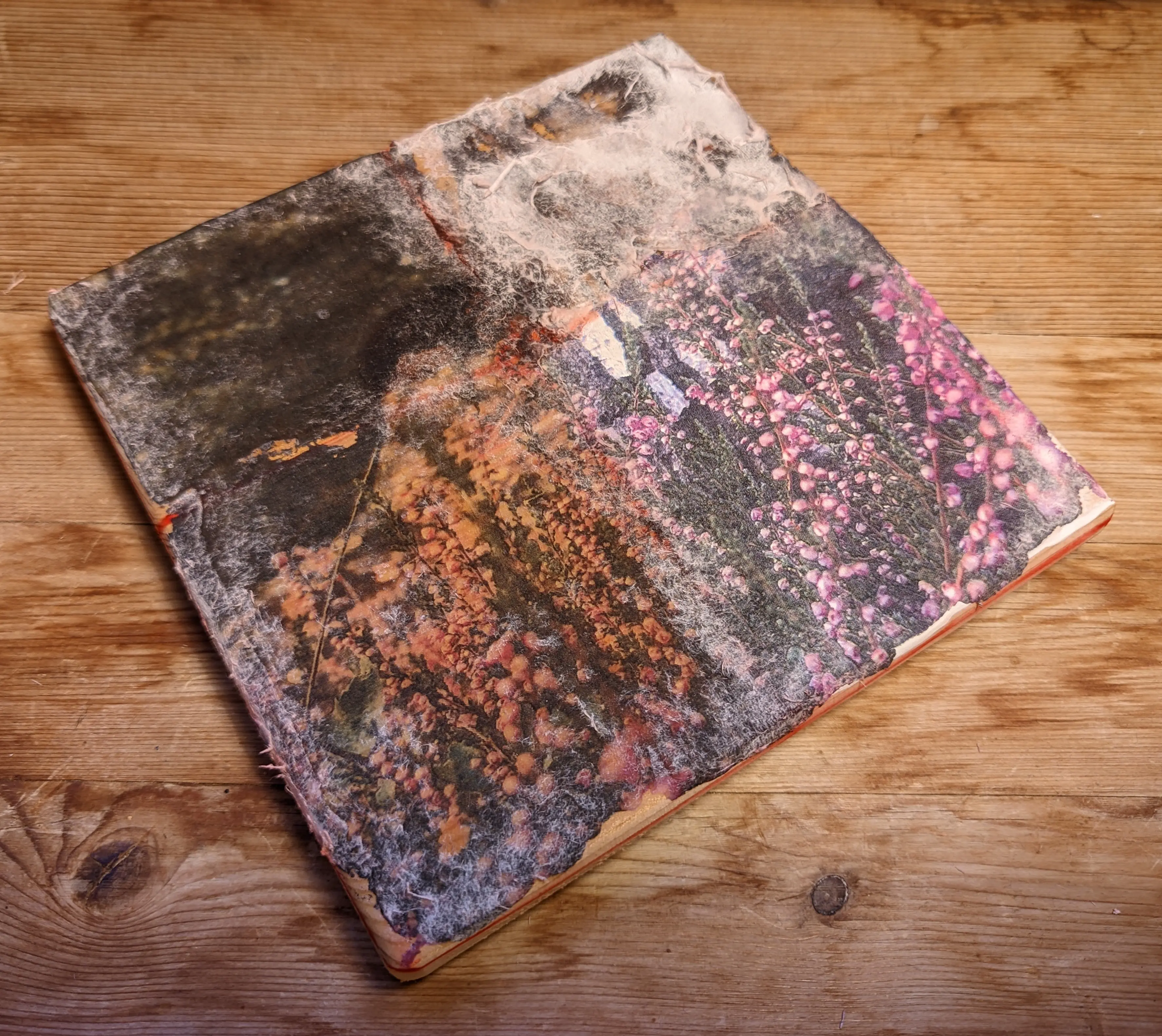 Canvas with a photo of flowers surrounding a birch tree. There are four different-looking areas where different types of glue were used. The top left (UHU) looks pretty good, but has some leftover paper stuck to it. The top right (craft glue) still has a lot of paper residue left. The bottom left (transparent acrylic) adhered also looks pretty good, with some leftover white paper. The bottom right (white acrylic) is the only area where no wood is showing through, as the white paint masks it perfectly. However, the colors also appear slightly washed out.