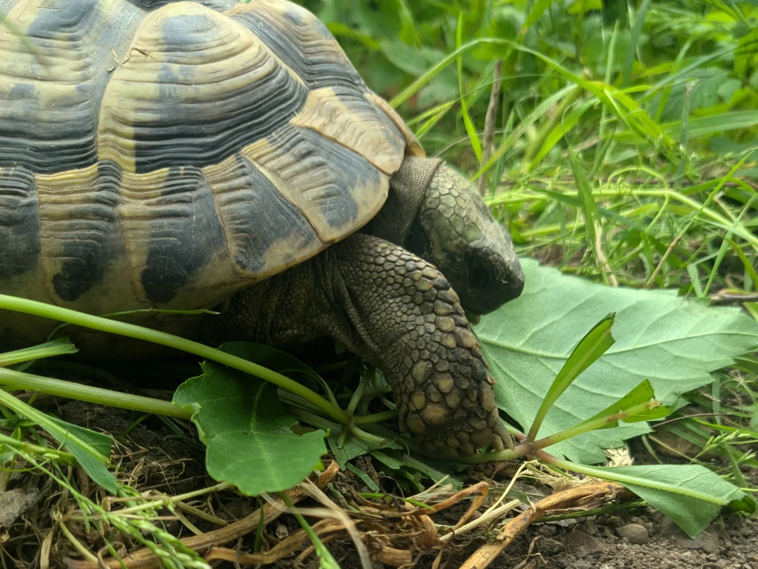 Larger turtle (Basil) eating a leaf off of a five-leaves ivy vine. Three leaves on the same vine, but closer to the camera, have already been eaten.