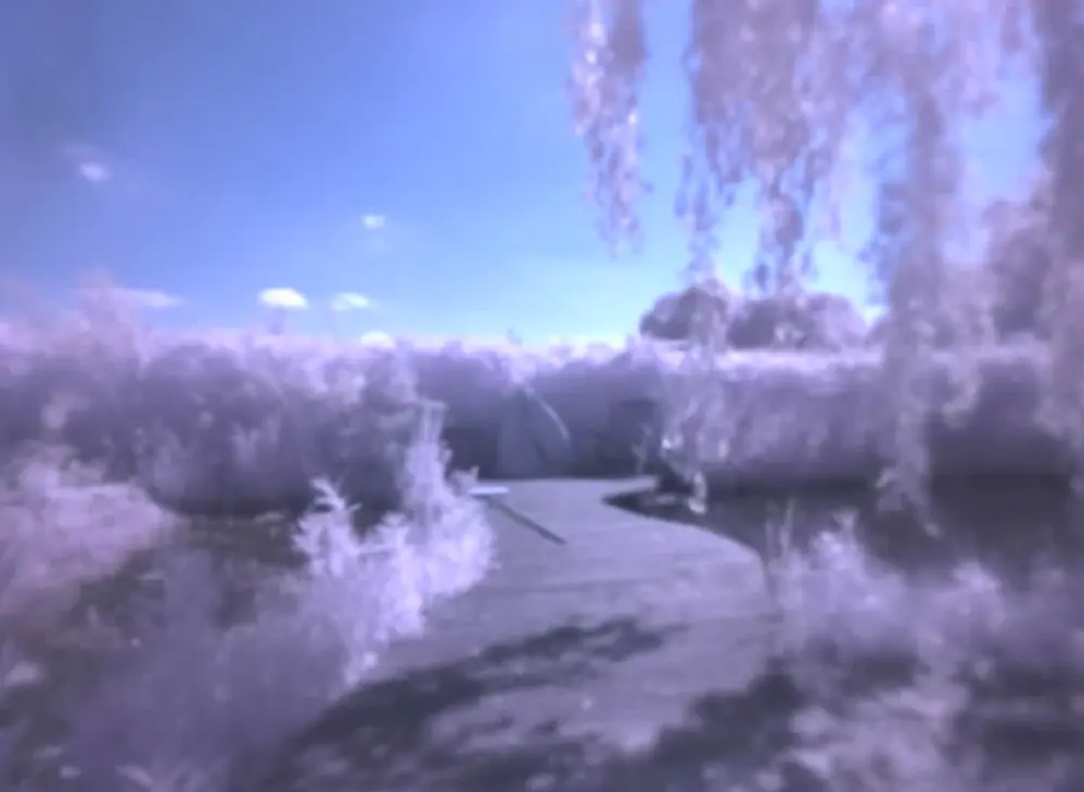 Blurry picture of a walkway running over a garden pond, the picture has a magenta tint to it, wherever the sun reflects the most.
The water is a deep gray, as the camera faces away from the sun. However the plants along the walk way shine bright because of the sun light on them.