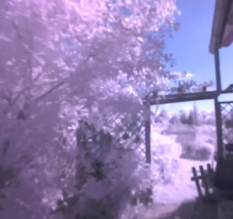 Equally as blurry picture of a tree next to a wooden archway. The leaves of the tree shine a bright pink, as they are hit by the sunlight.