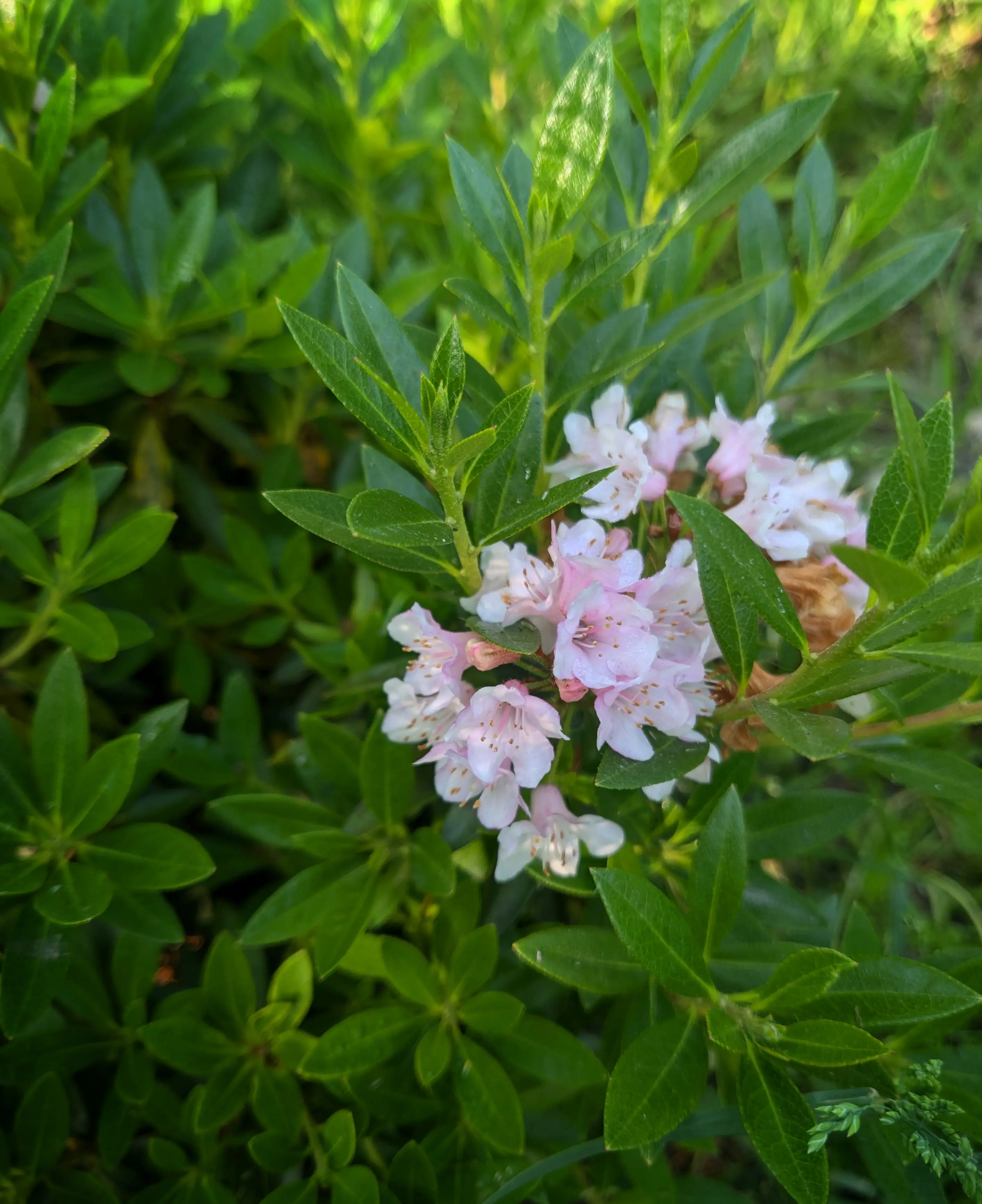 Close up of the flowers of the rhododendron. Each flower bud has a subtle transition from almost white to a light shade of pink.