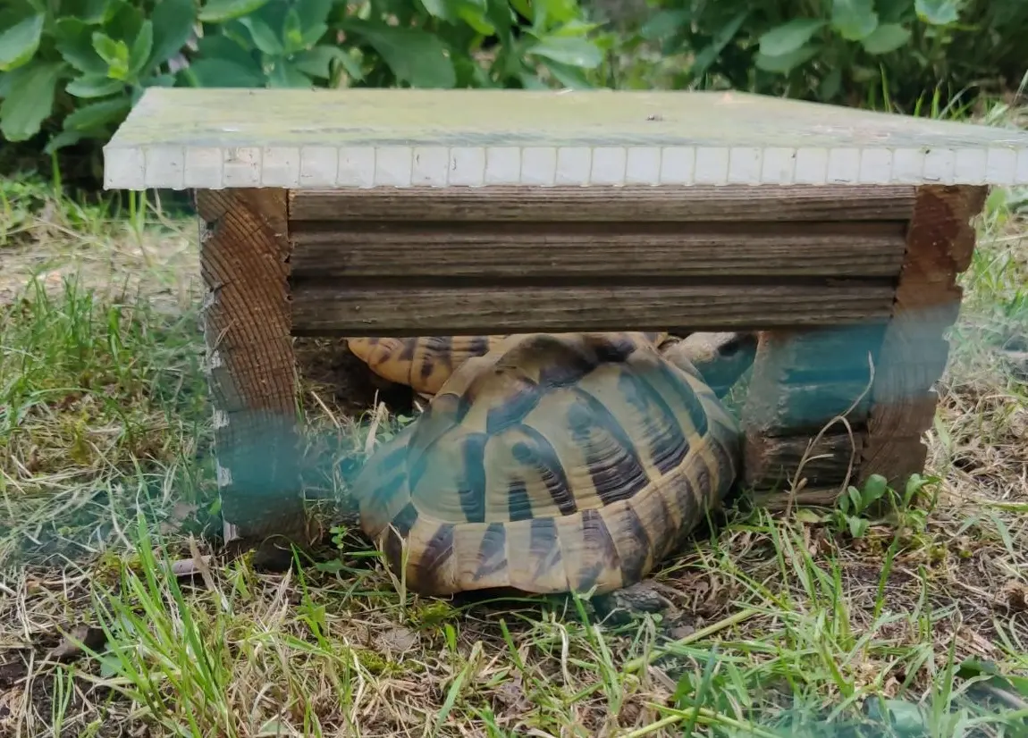 Two turtles squeeze into a small wooden hut with a plastic roof. One turtle is inside the hut; the other one only fits partially through the door. The turtle in the doorway is looking at the camera with one eye.